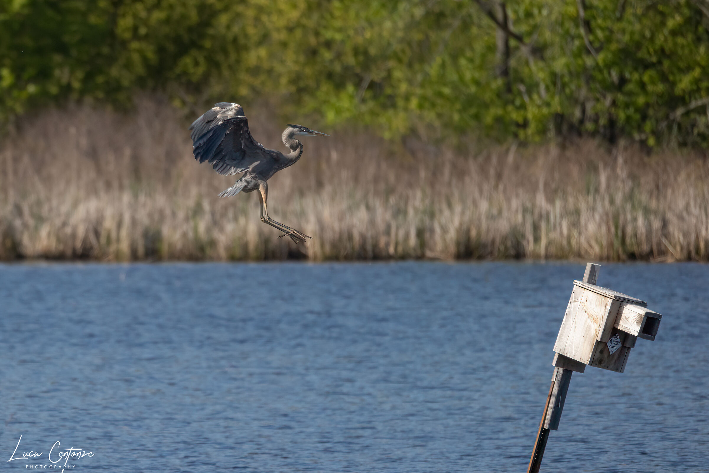 Airone Blu maggiore (Ardea herodias)