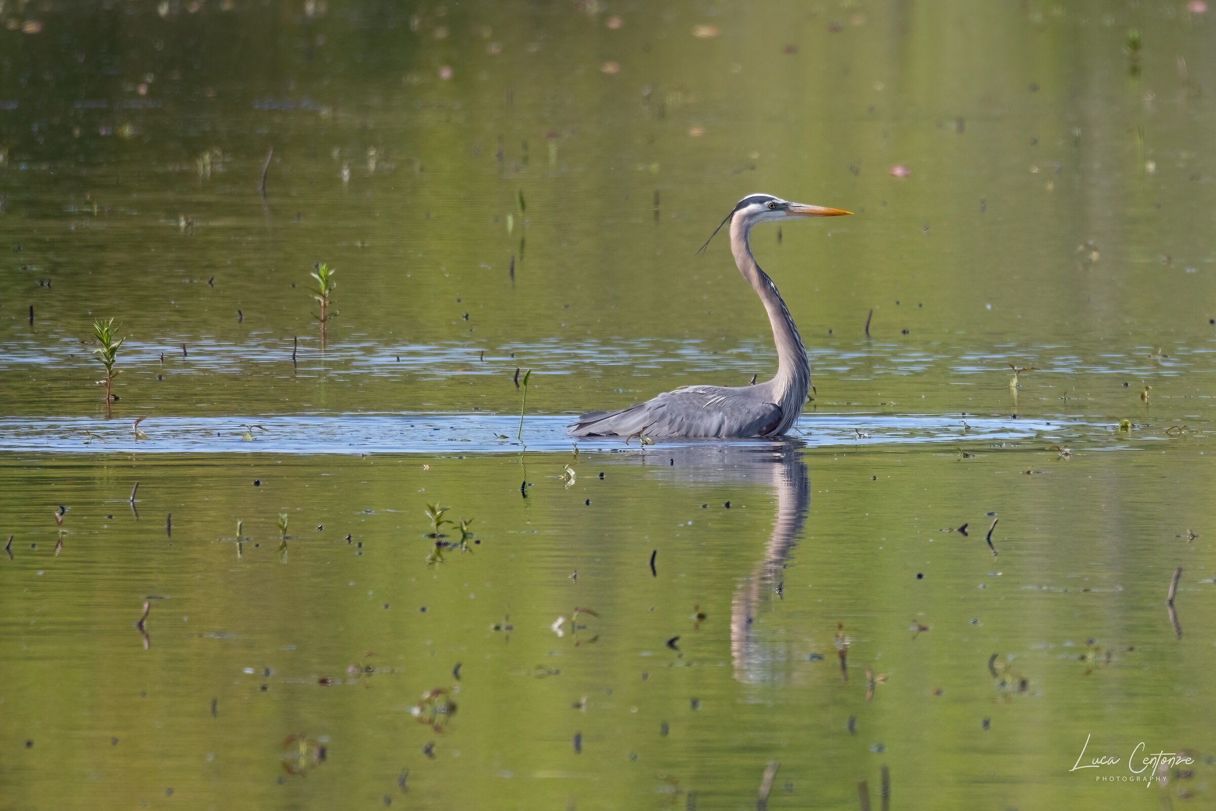 Airone Blu maggiore (Ardea herodias)