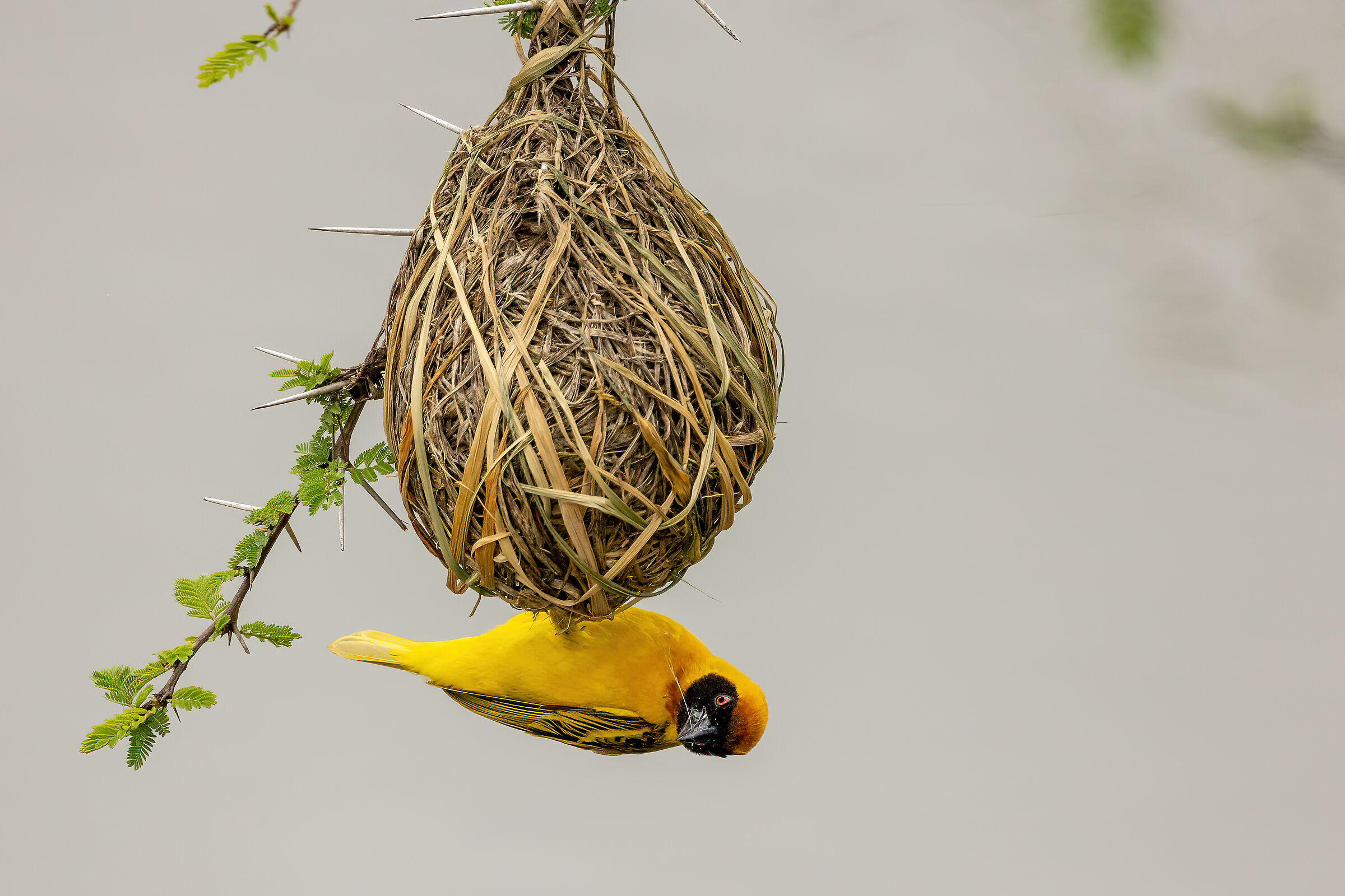 Putting up the house...