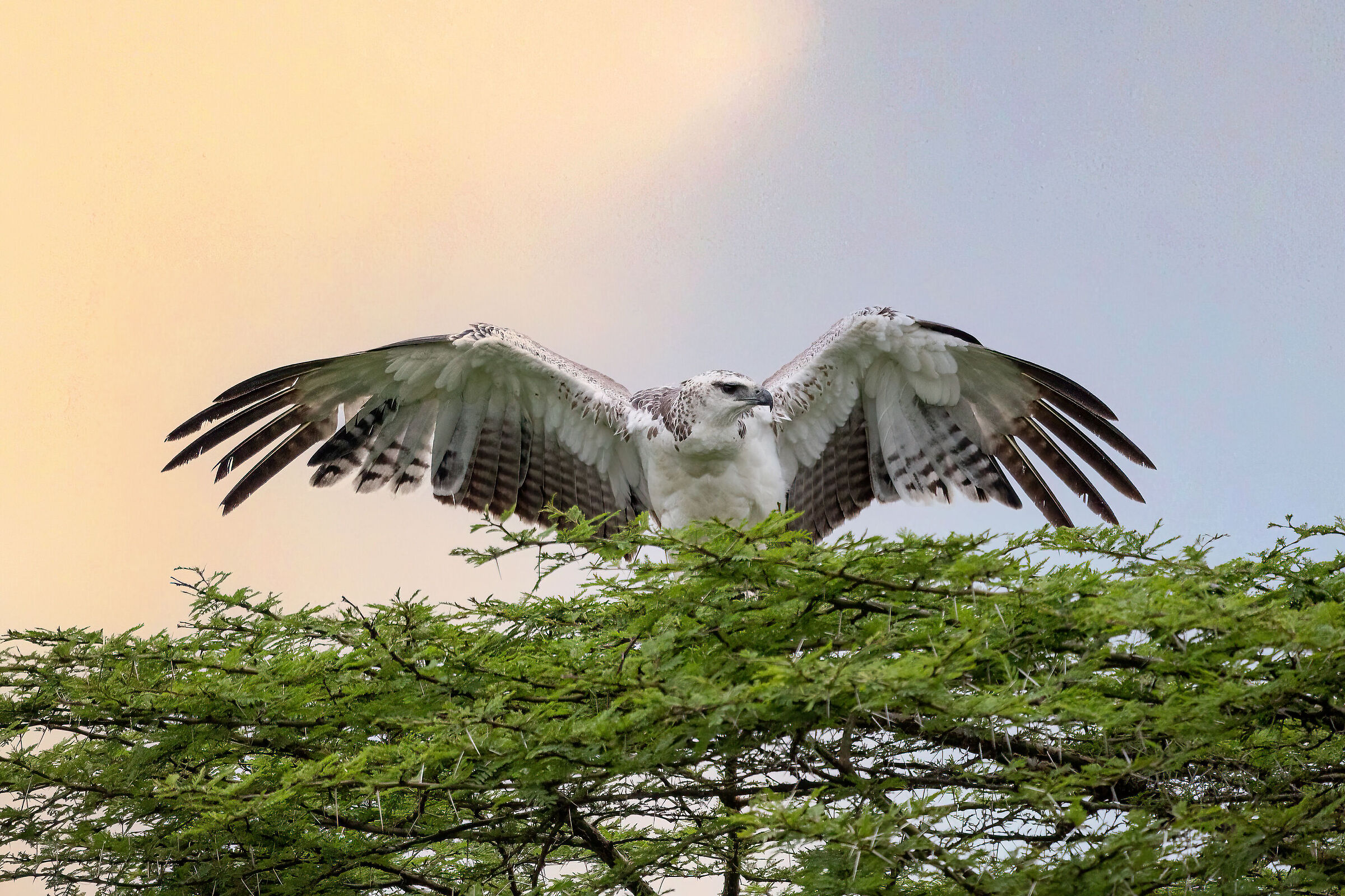 Stamattina nun c'ho voja de fa'...