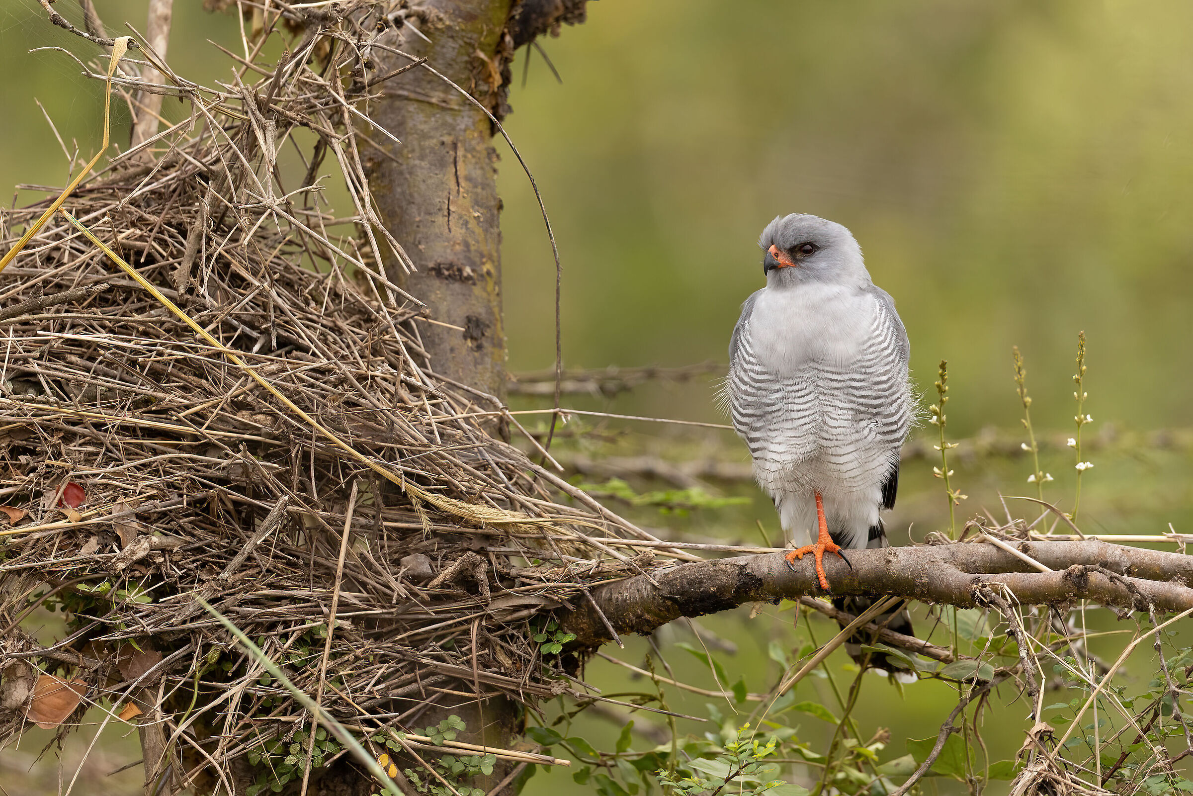 Il gheppio solitario