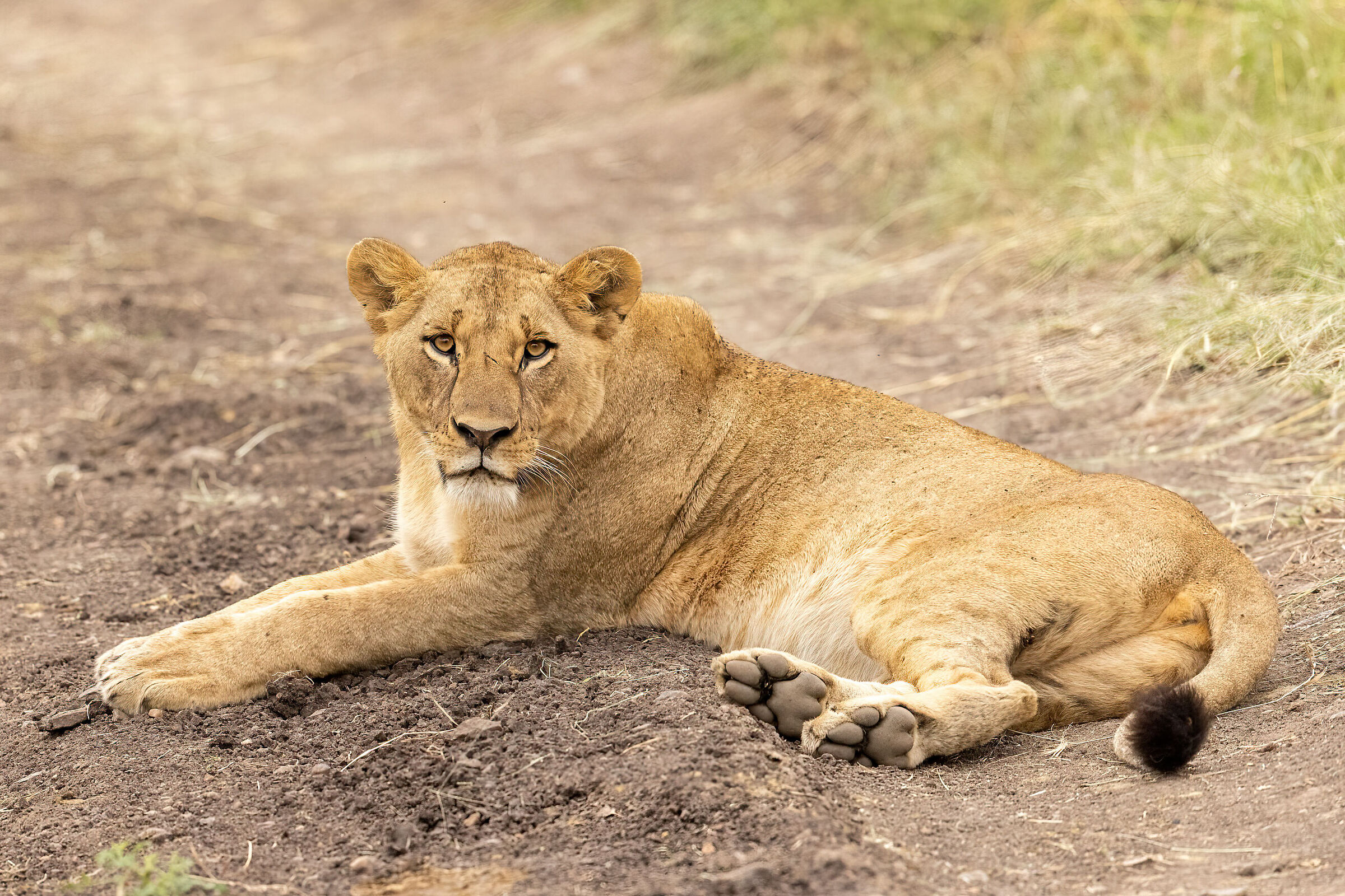 Cerca cerca e poi te la trovi in mezzo alla strada...