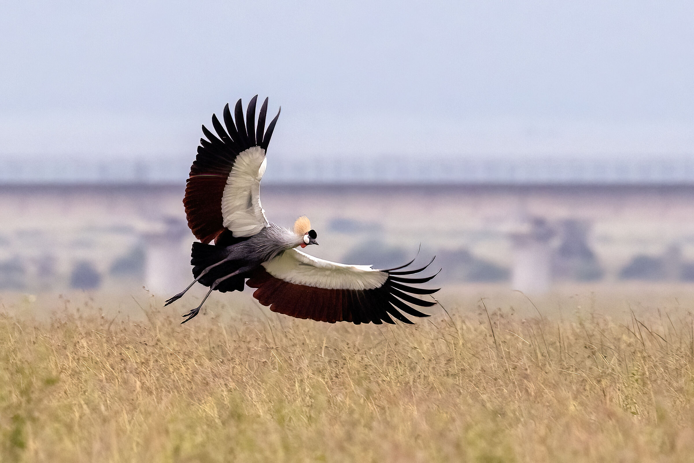 Gru Coronata in atterraggio