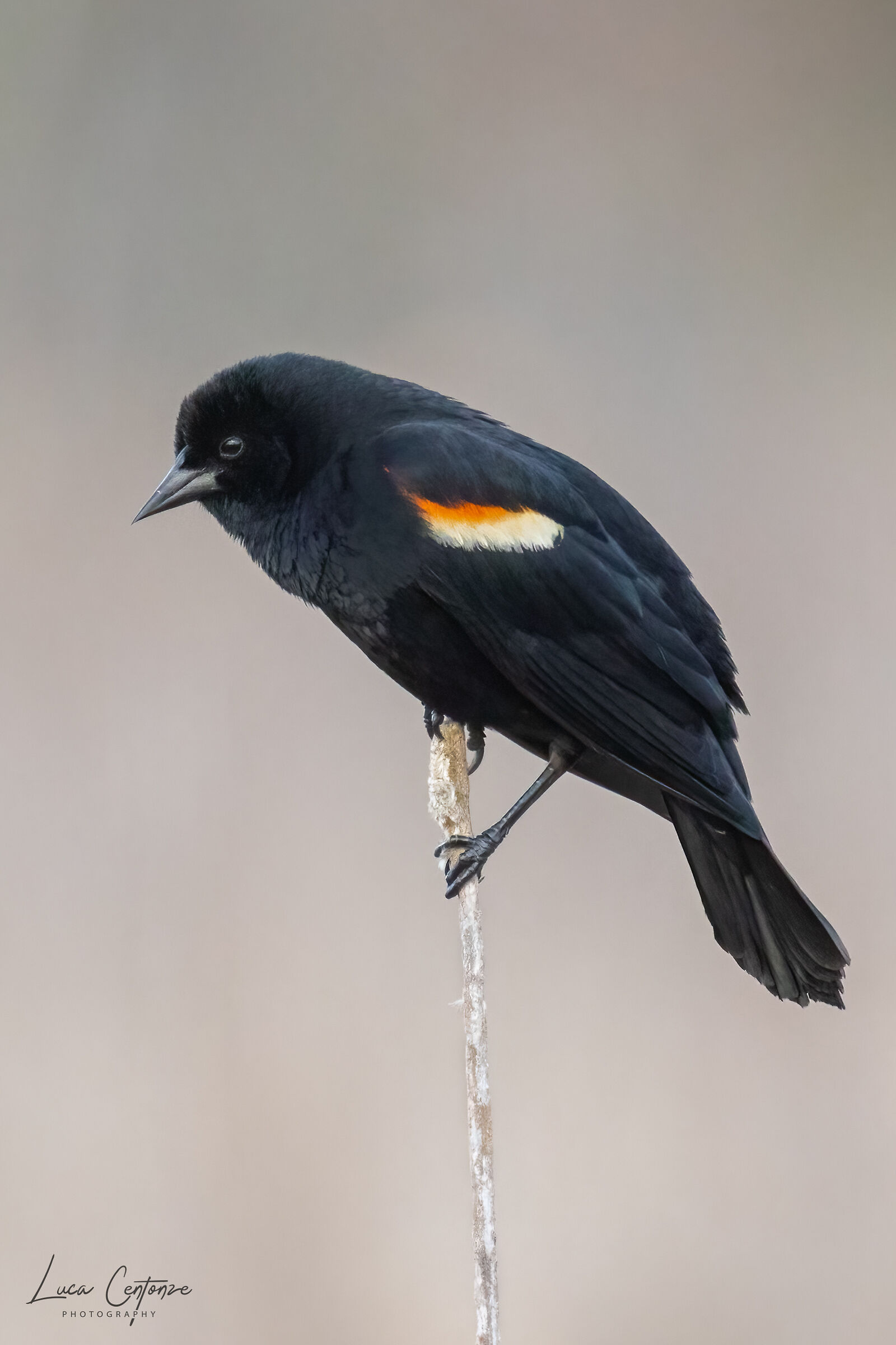 Merlo dalle ali rosse (Agelaius phoeniceus)