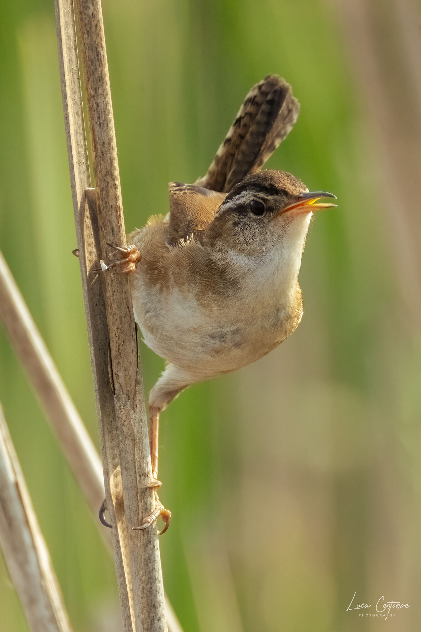 Scricciolo di palude (Cistothorus palustris) Marsh Wren
