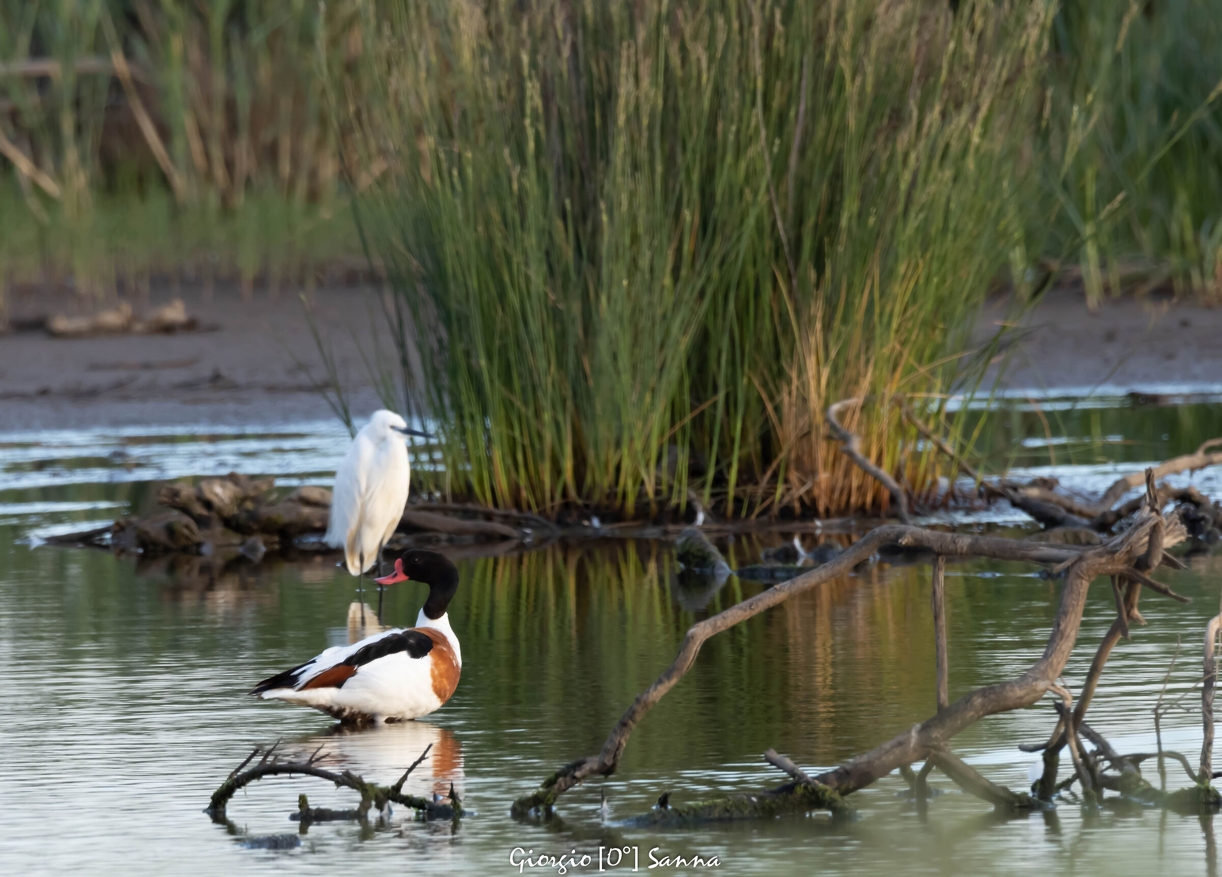 common shelduck