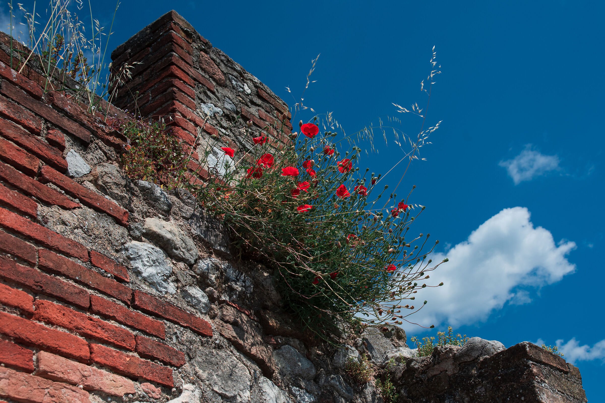 Papaveri sul muro