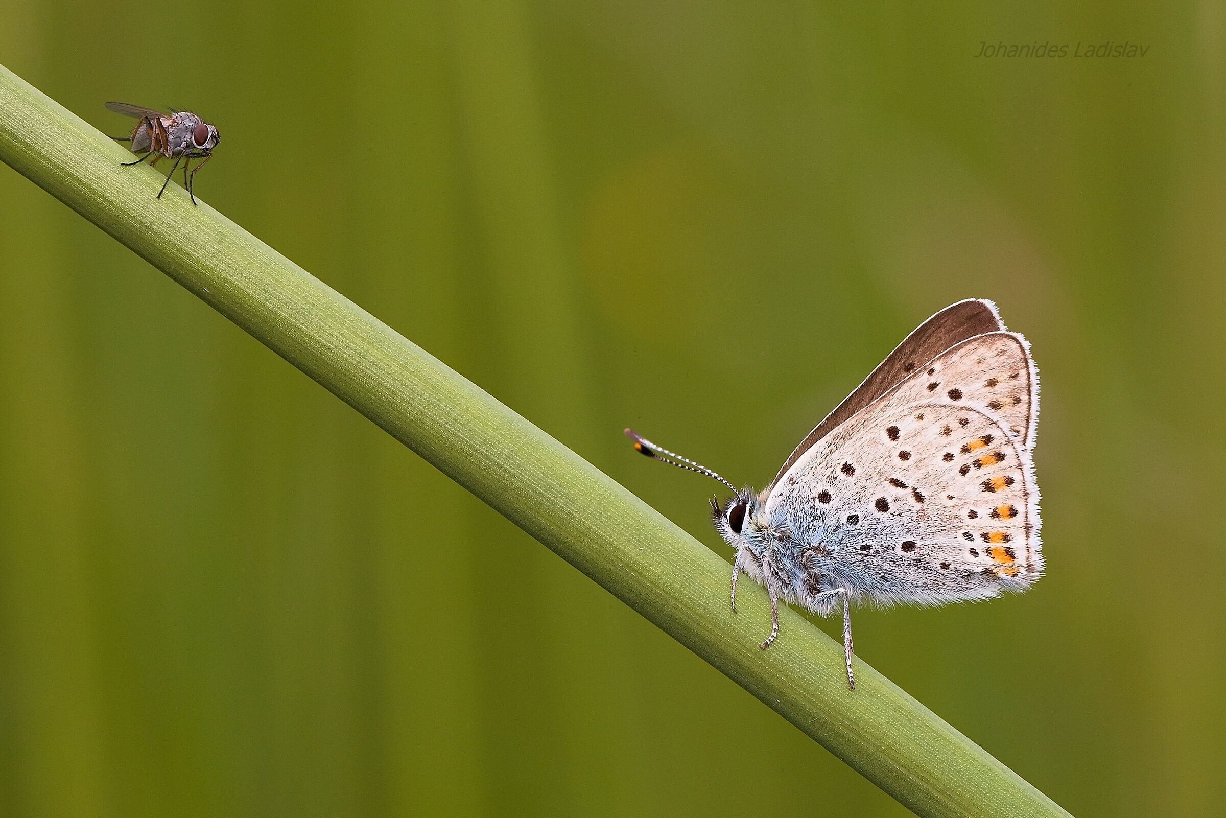 mosca - Lycaena tityrus