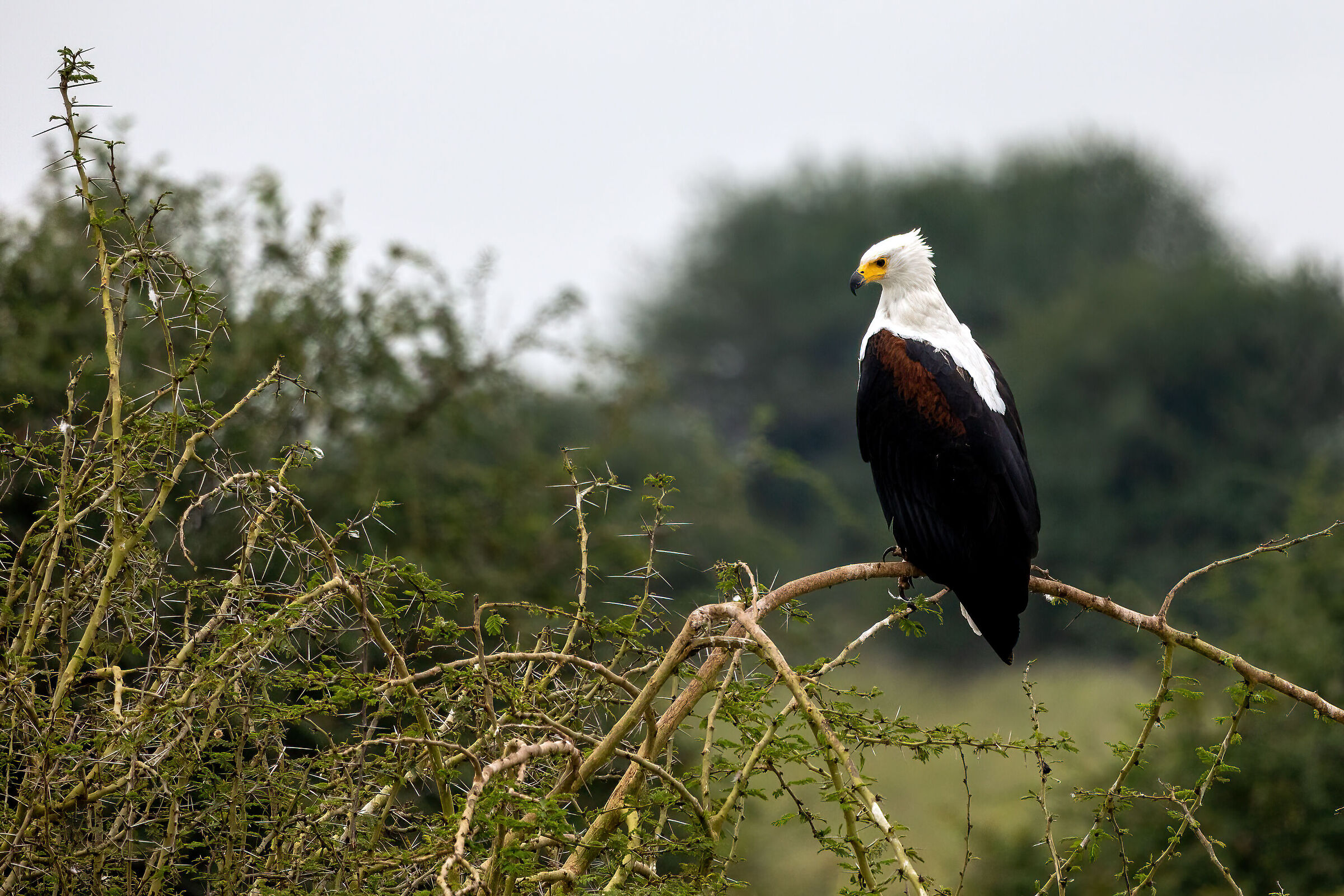 L'eleganza non si compra
