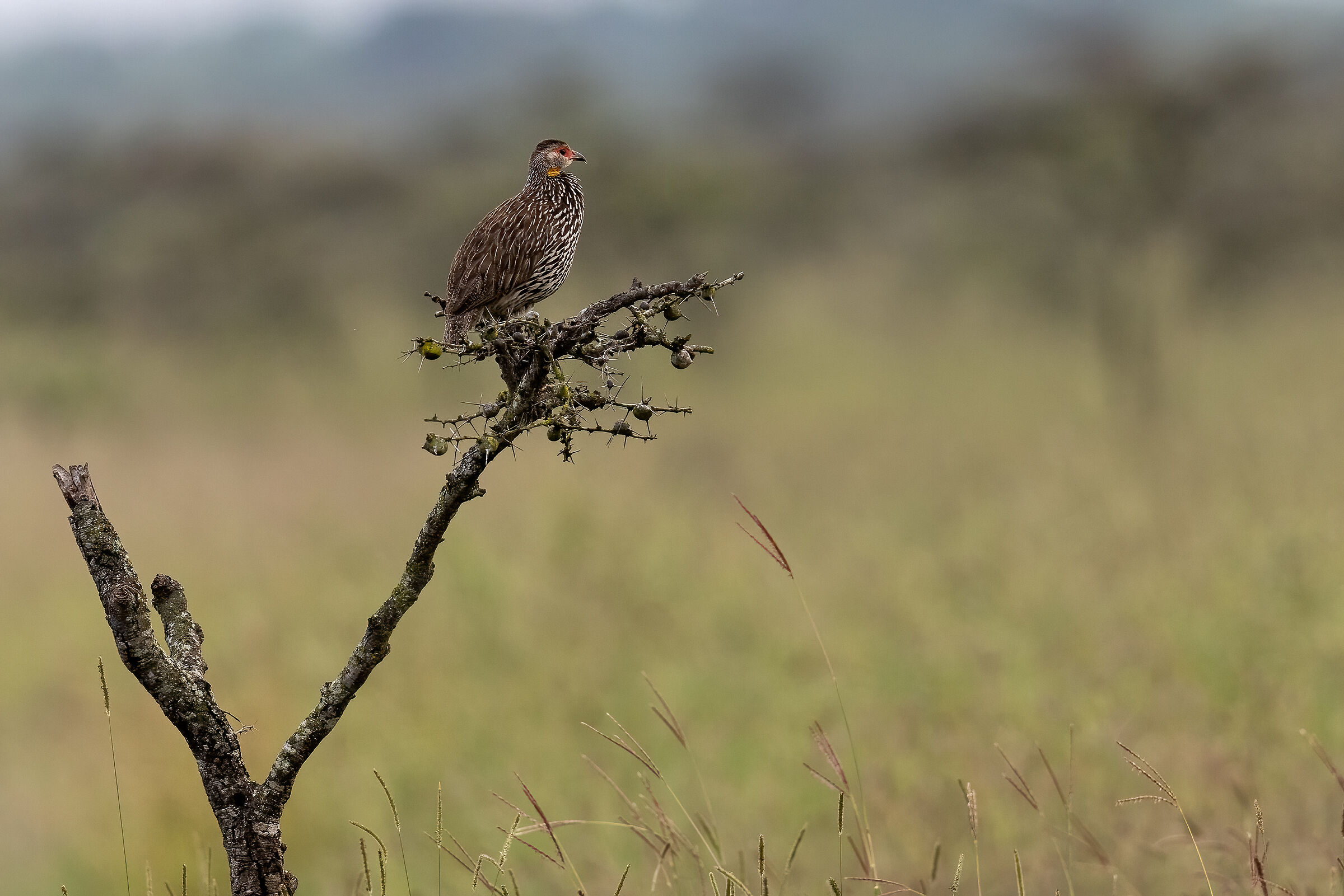 Speriamo non si rompa il rametto