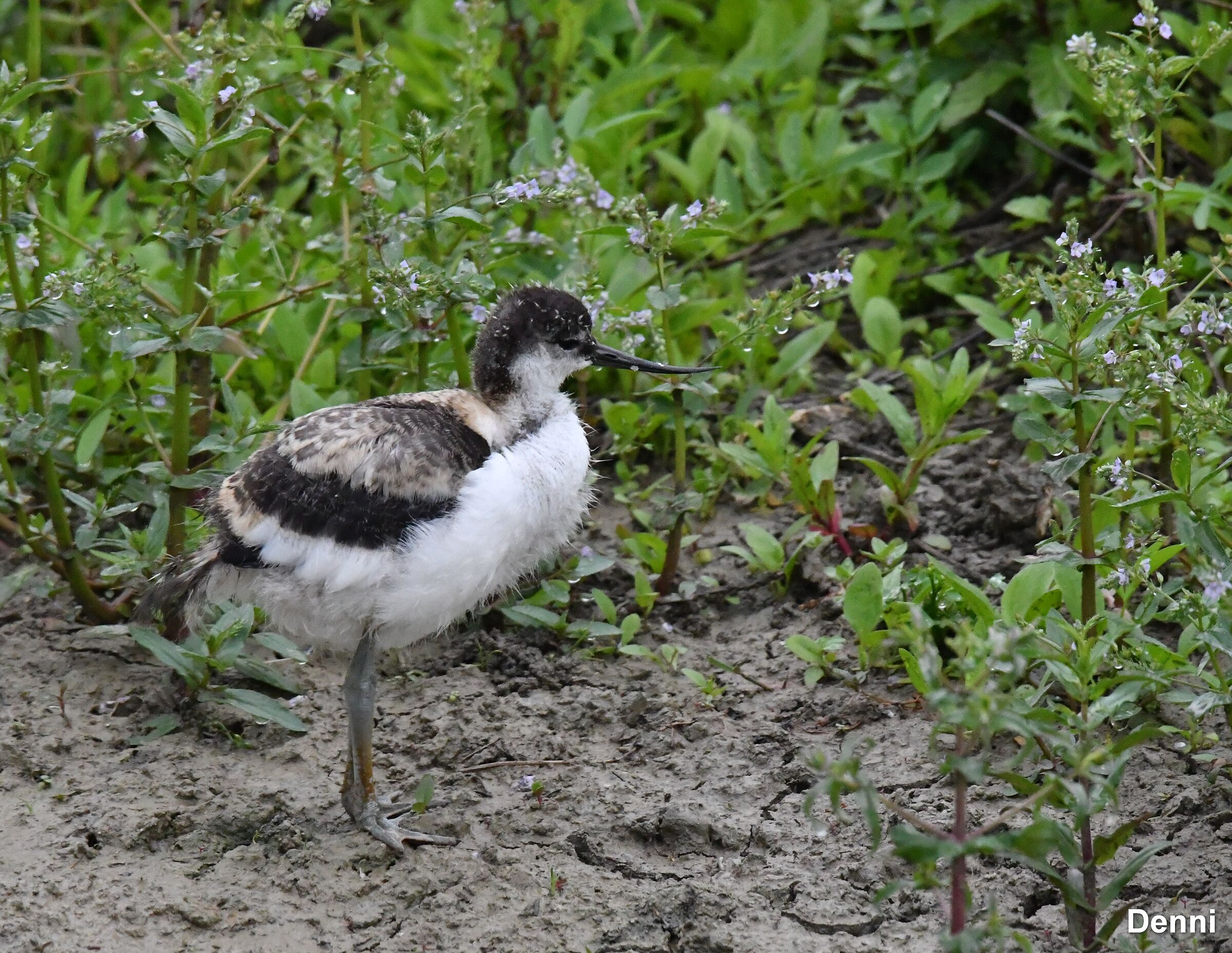 rainy day but he very quiet