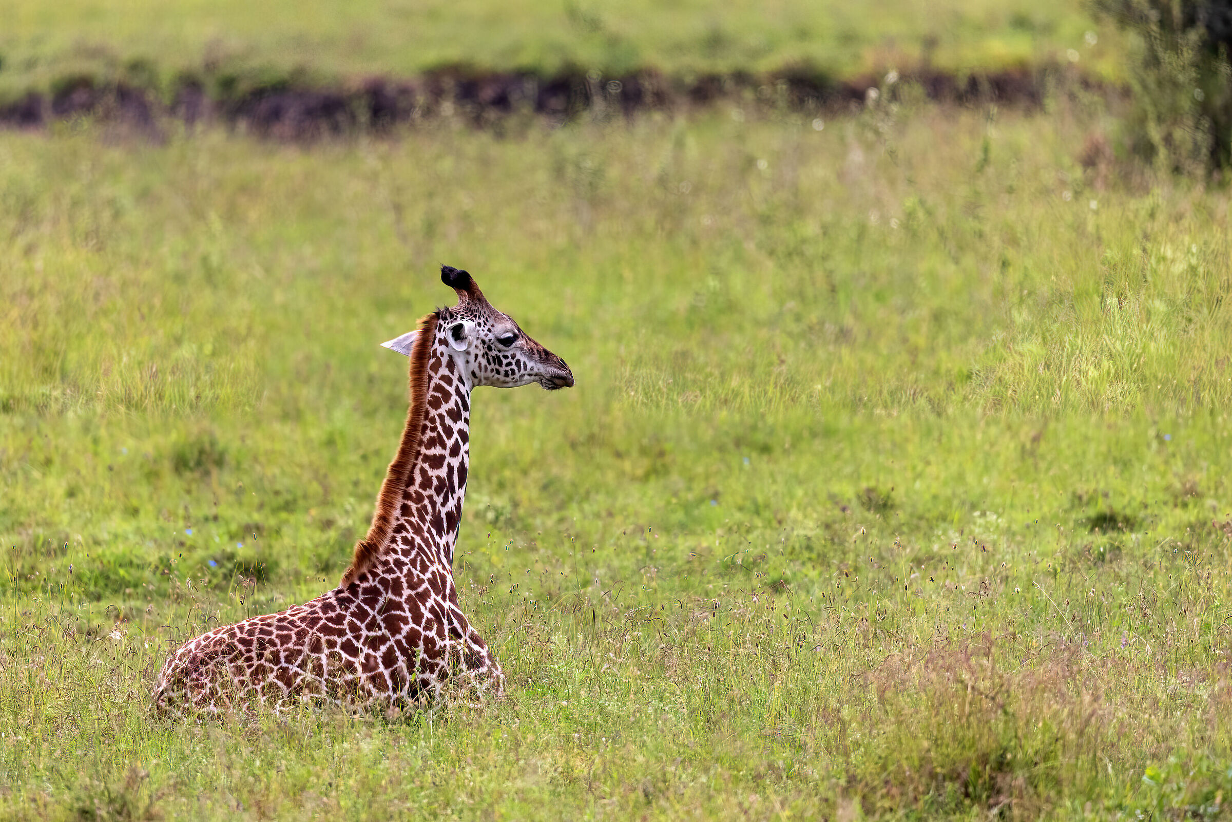 Baby Giraffa (magari sui 2 metri e mezzo)
