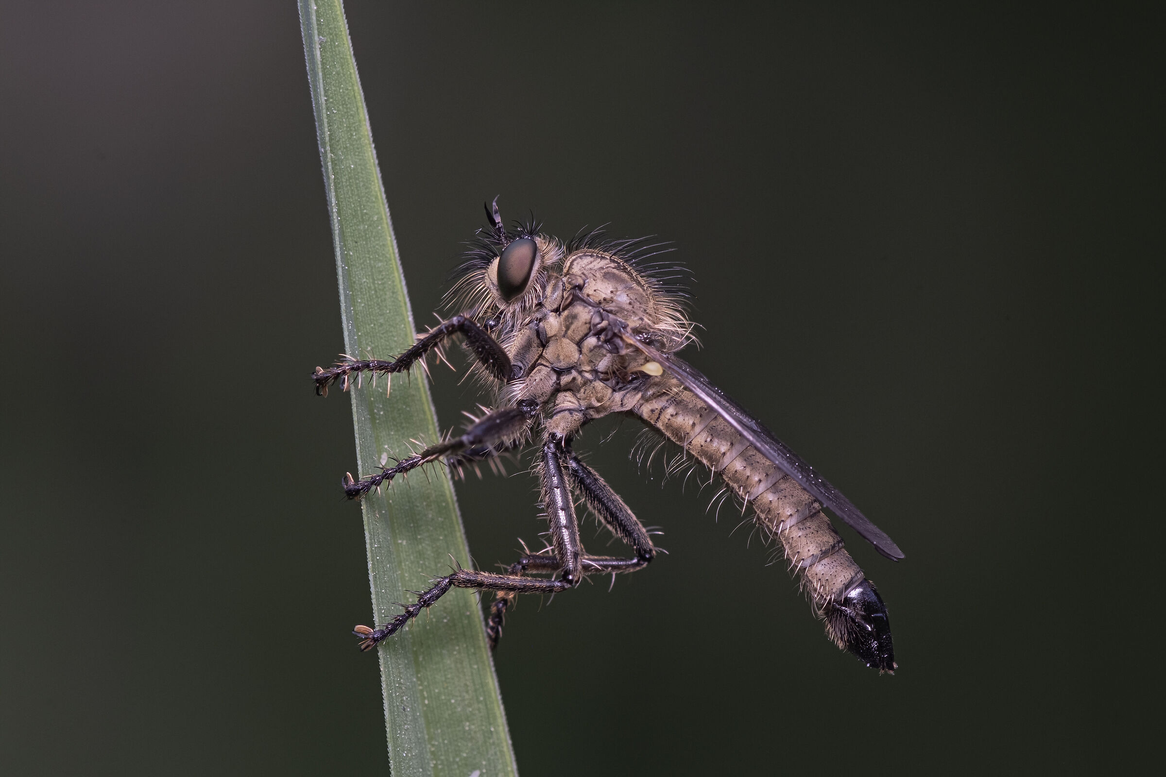 Tolmerus atricapillus