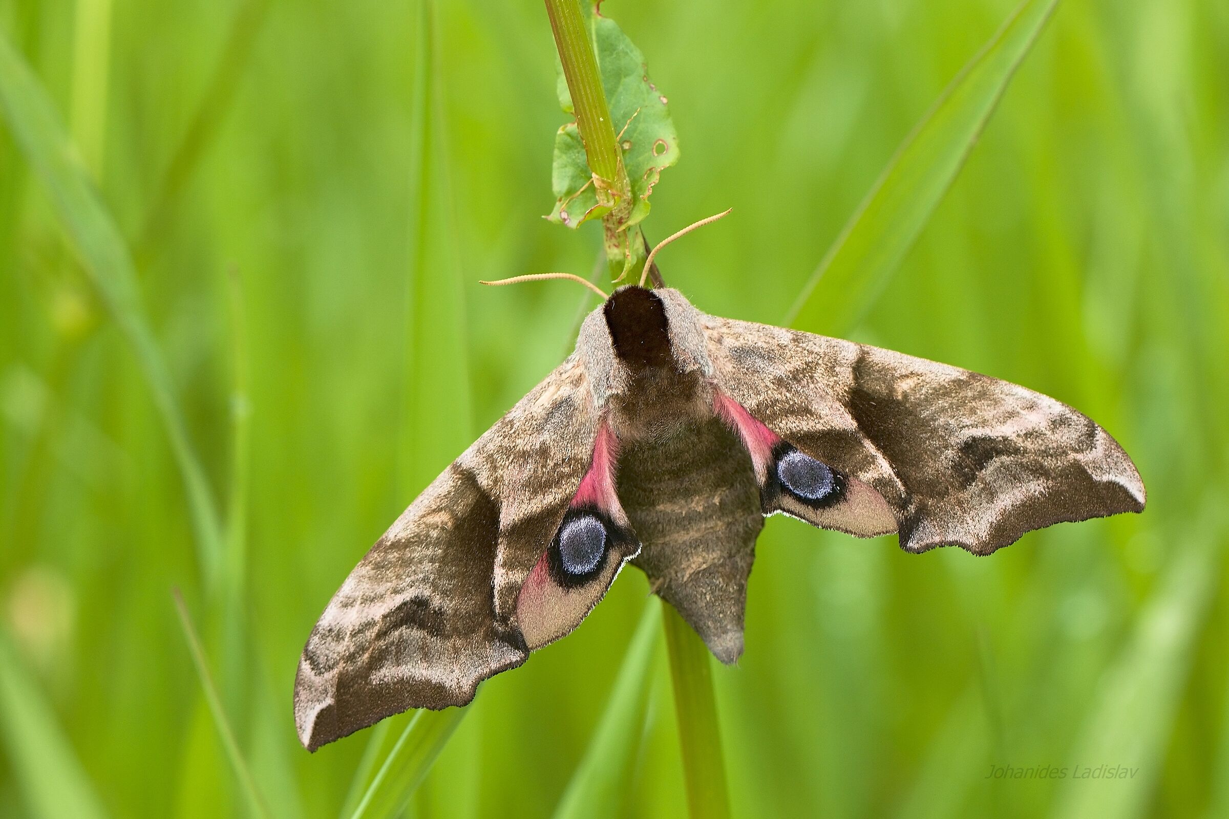 Smerinthus ocellatus - femmina