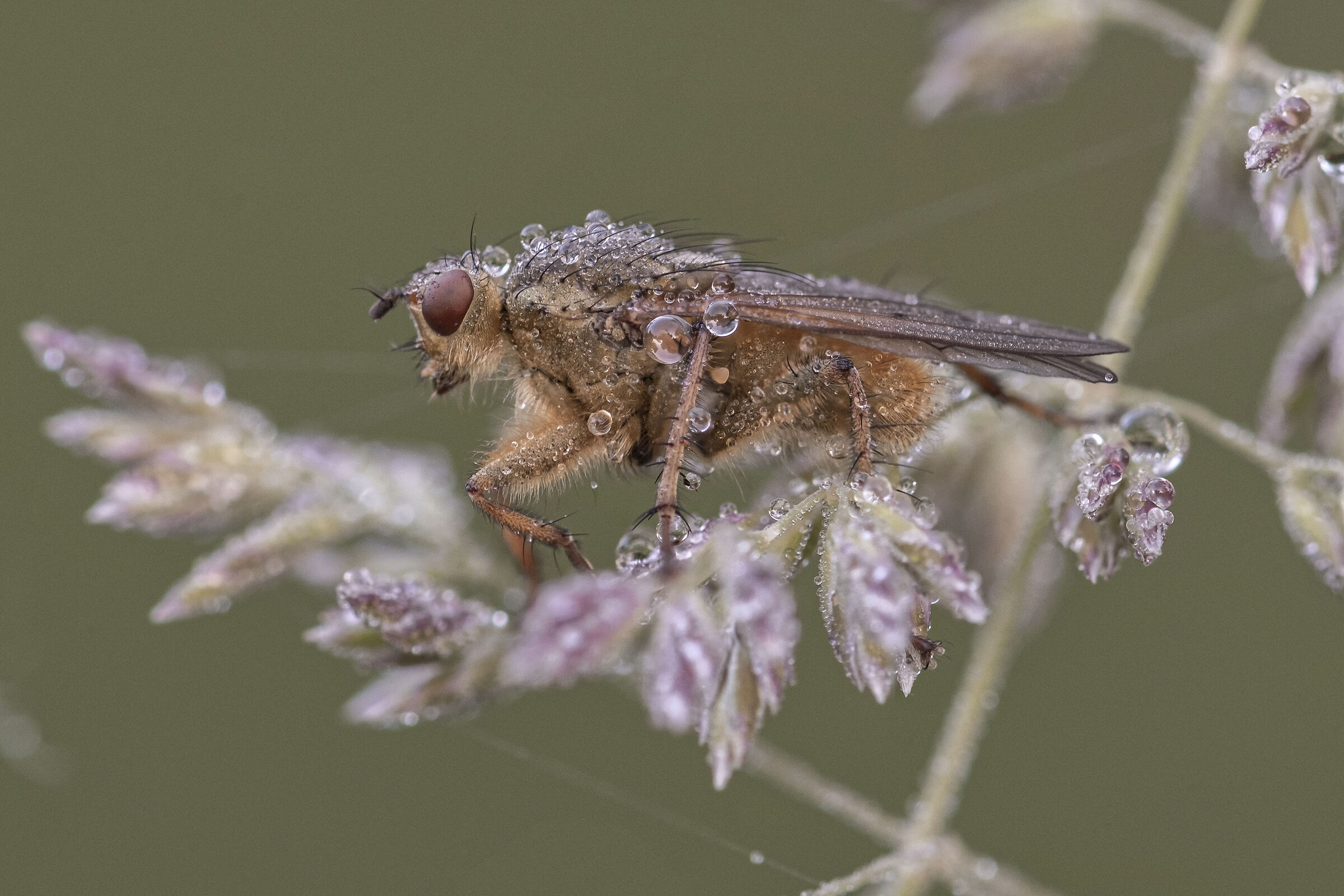 Scathophaga stercoraria