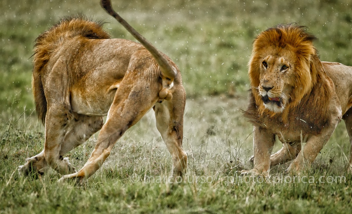 Lotta sotto la pioggia