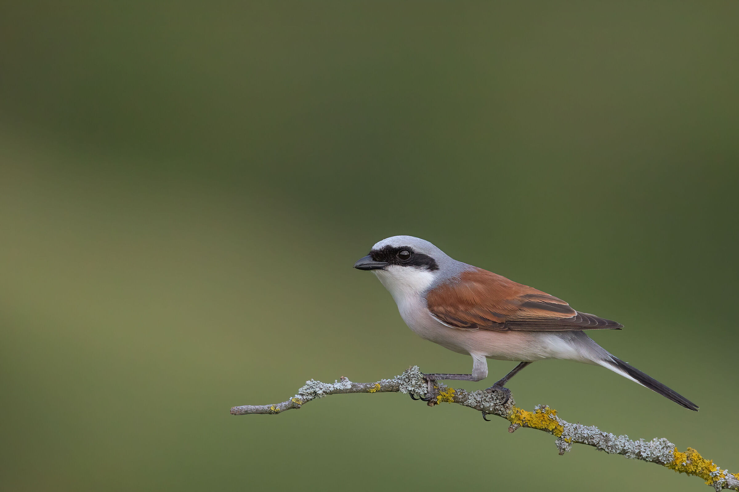 red-backed shrike