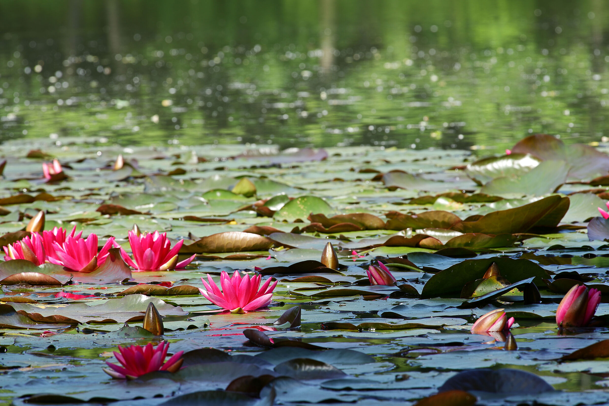 Flowering of water lilies at The Blue Pond