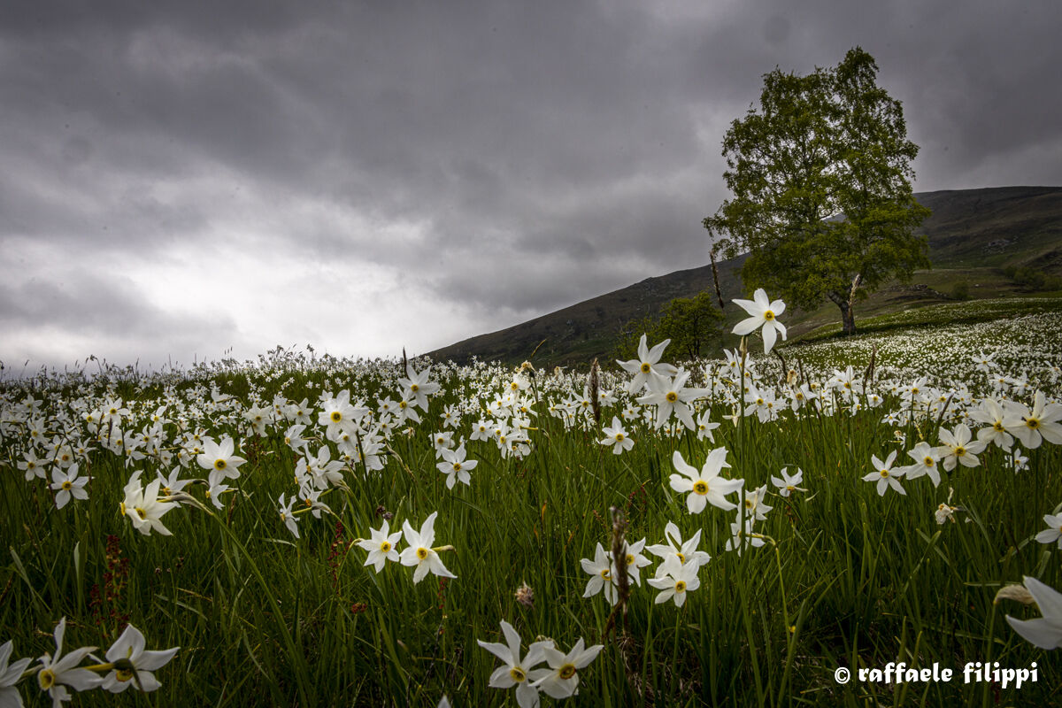 Flowering of the Narcissus