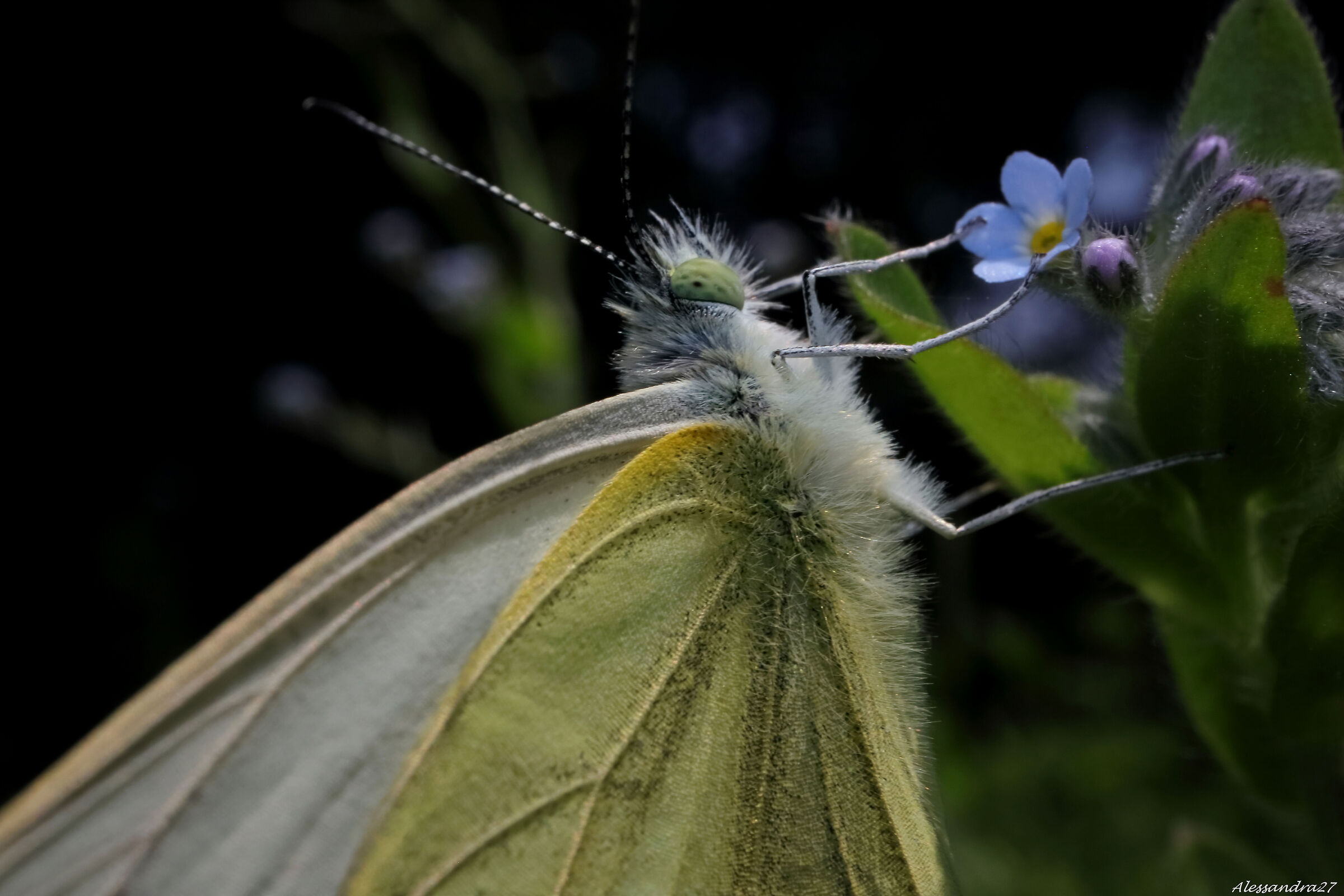 come una sposa con il suo bouquet ....