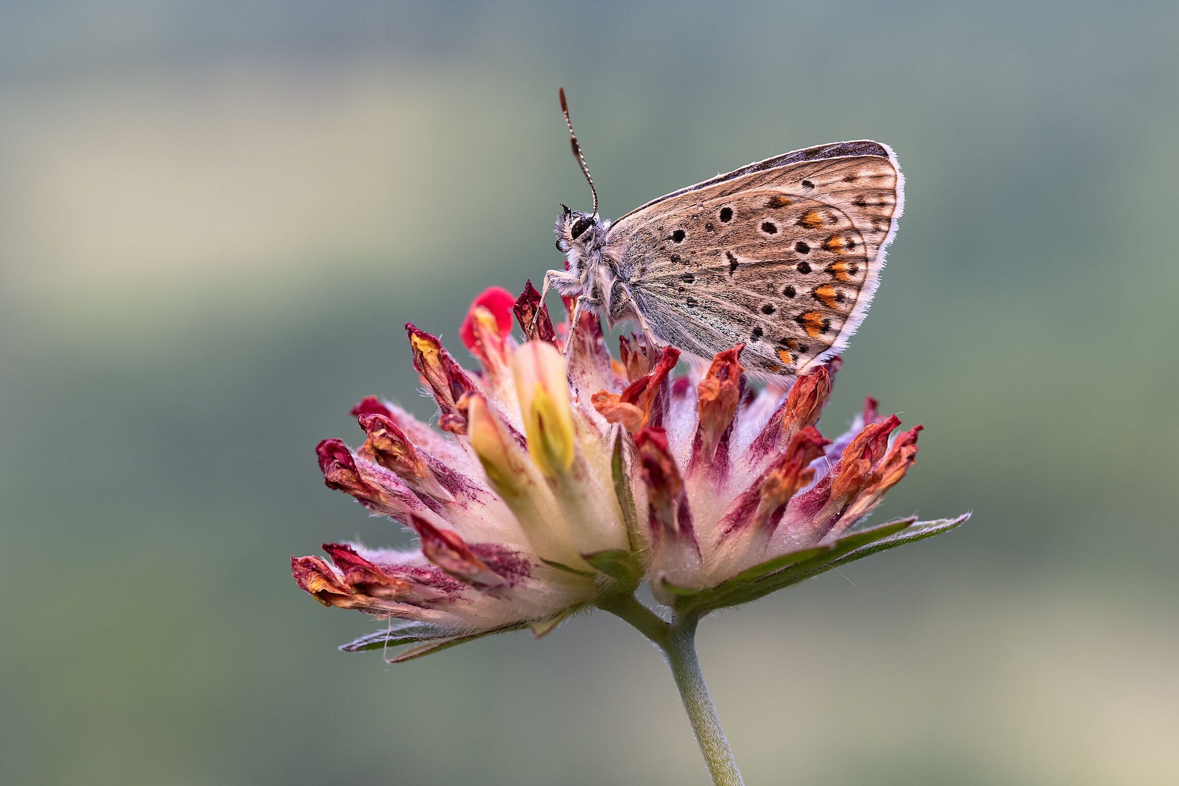 Eumedonia eumedon