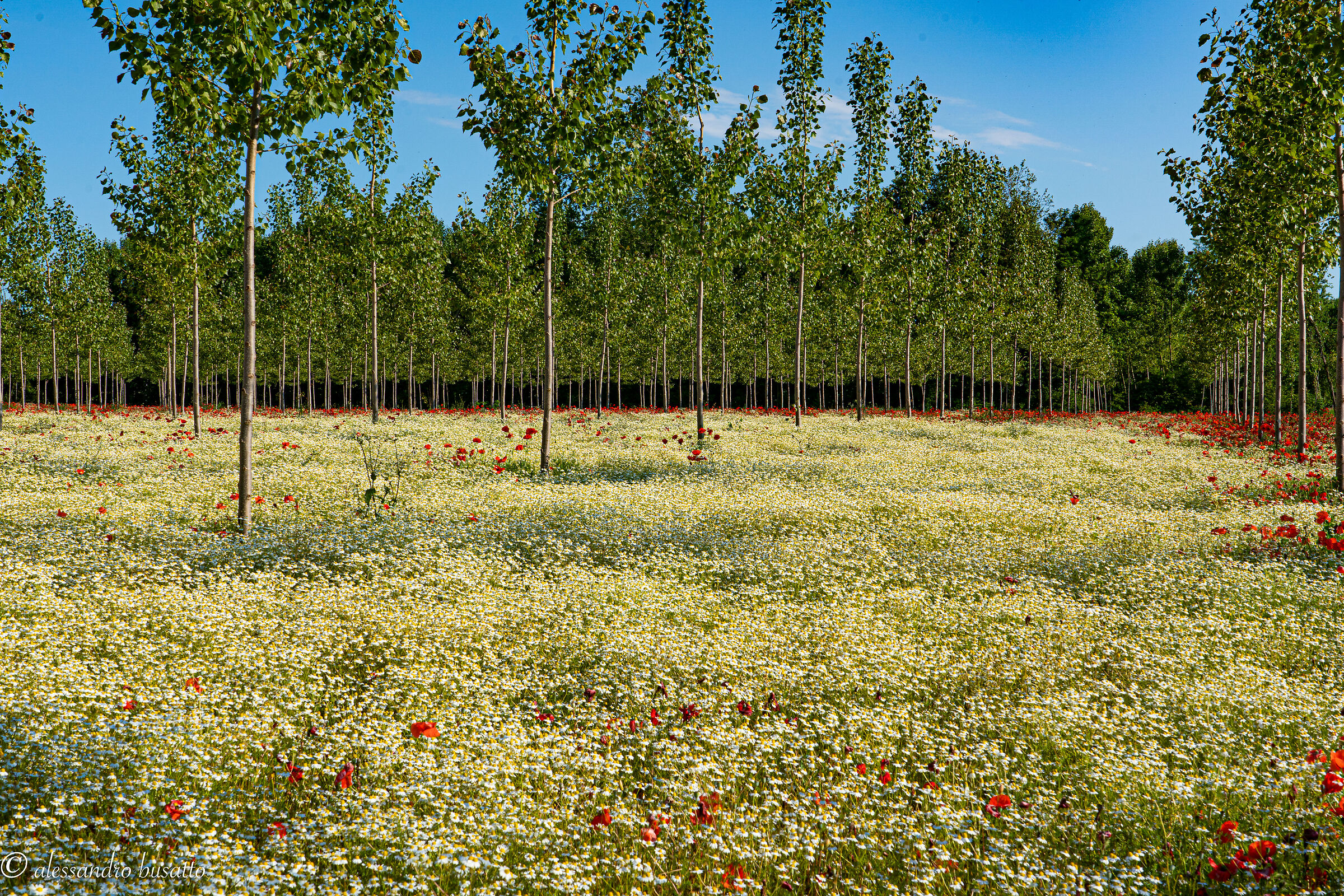 Il pioppeto 2