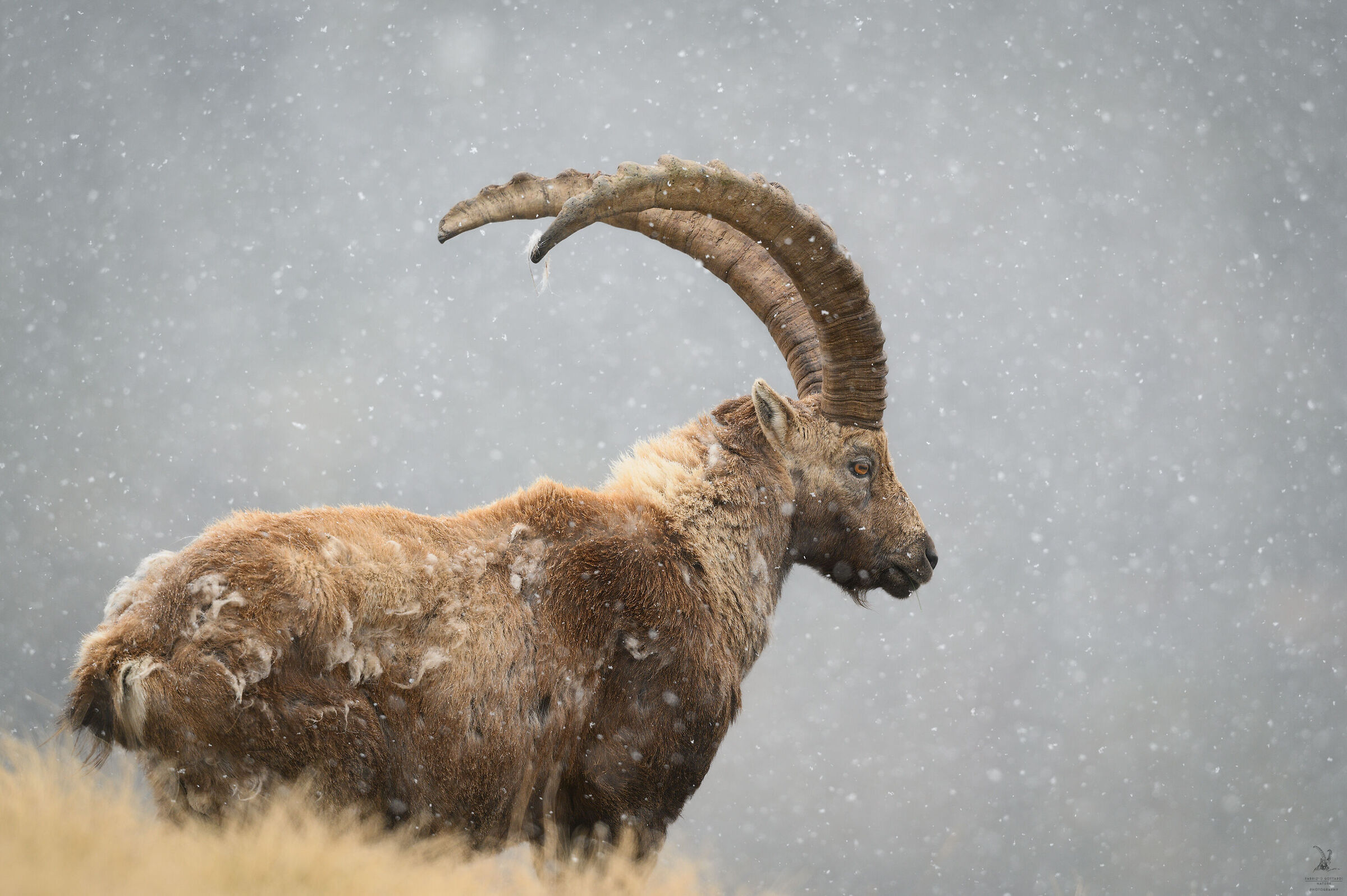The King under the Snow of May