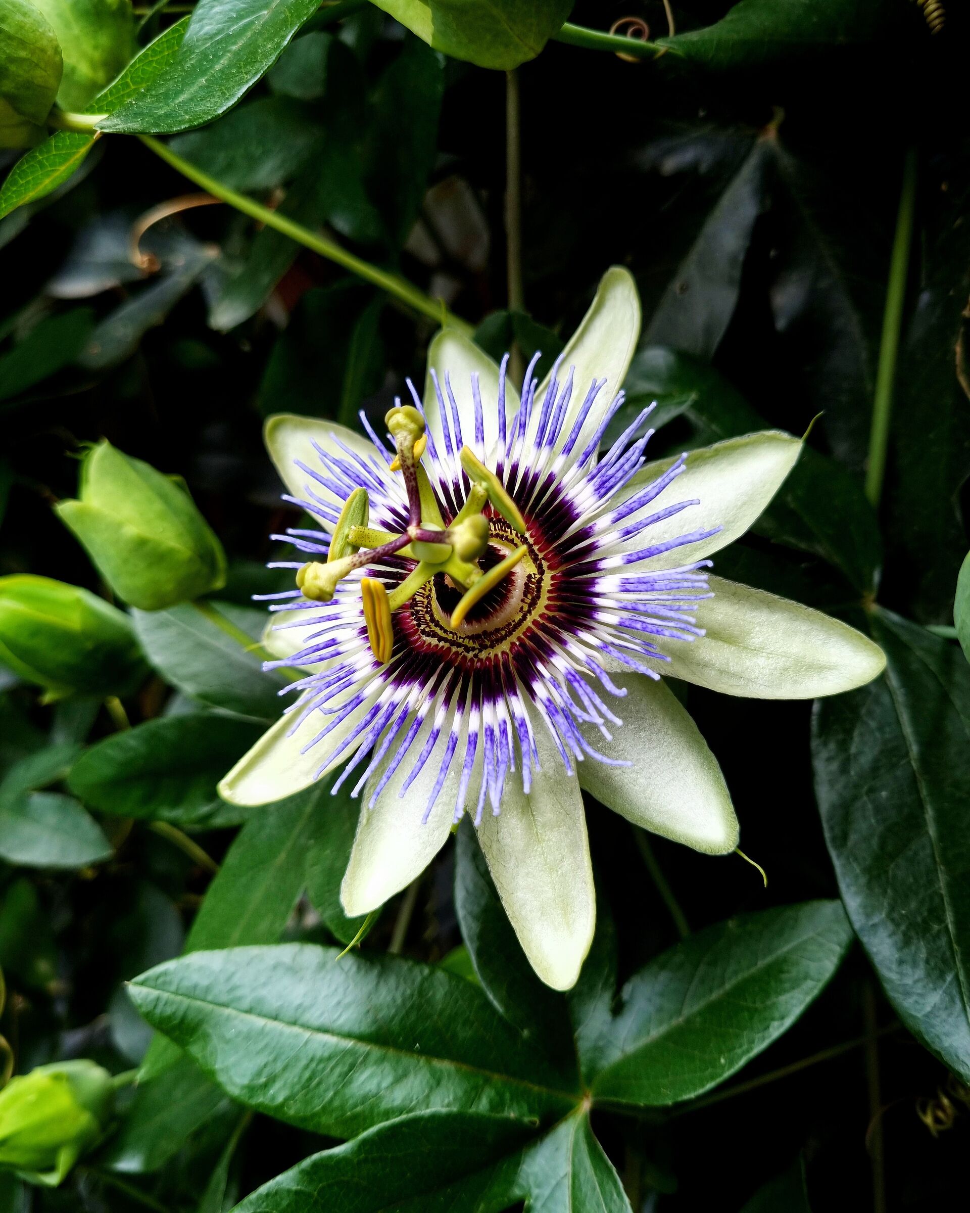 Un fiore al giorno...