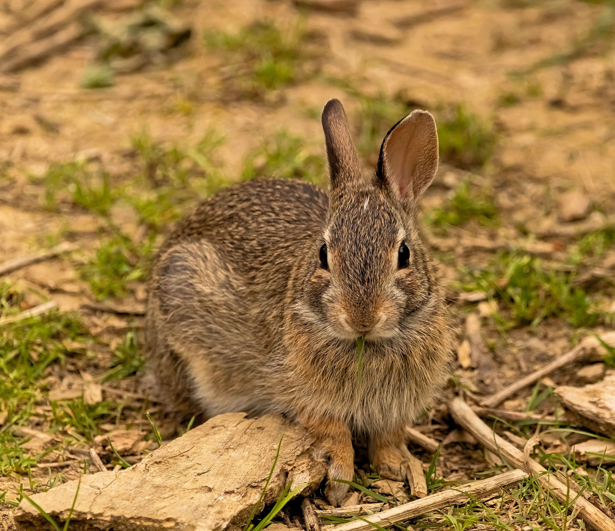 Wild Rabbit Oasis Lipu 30/05/2021