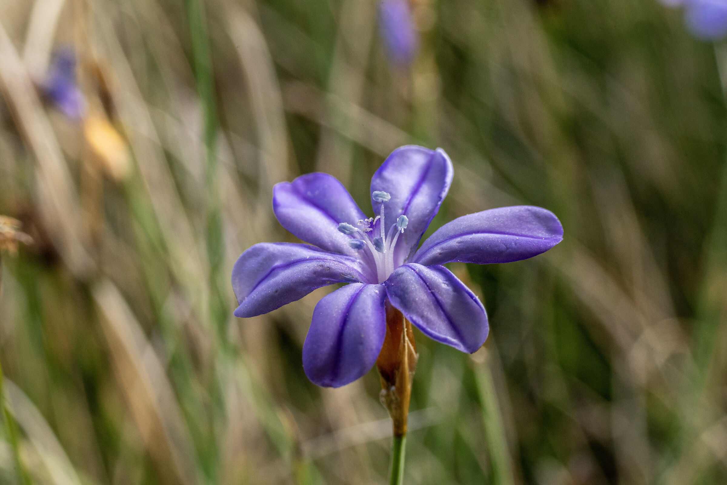 Aphyllantes monspeliensis