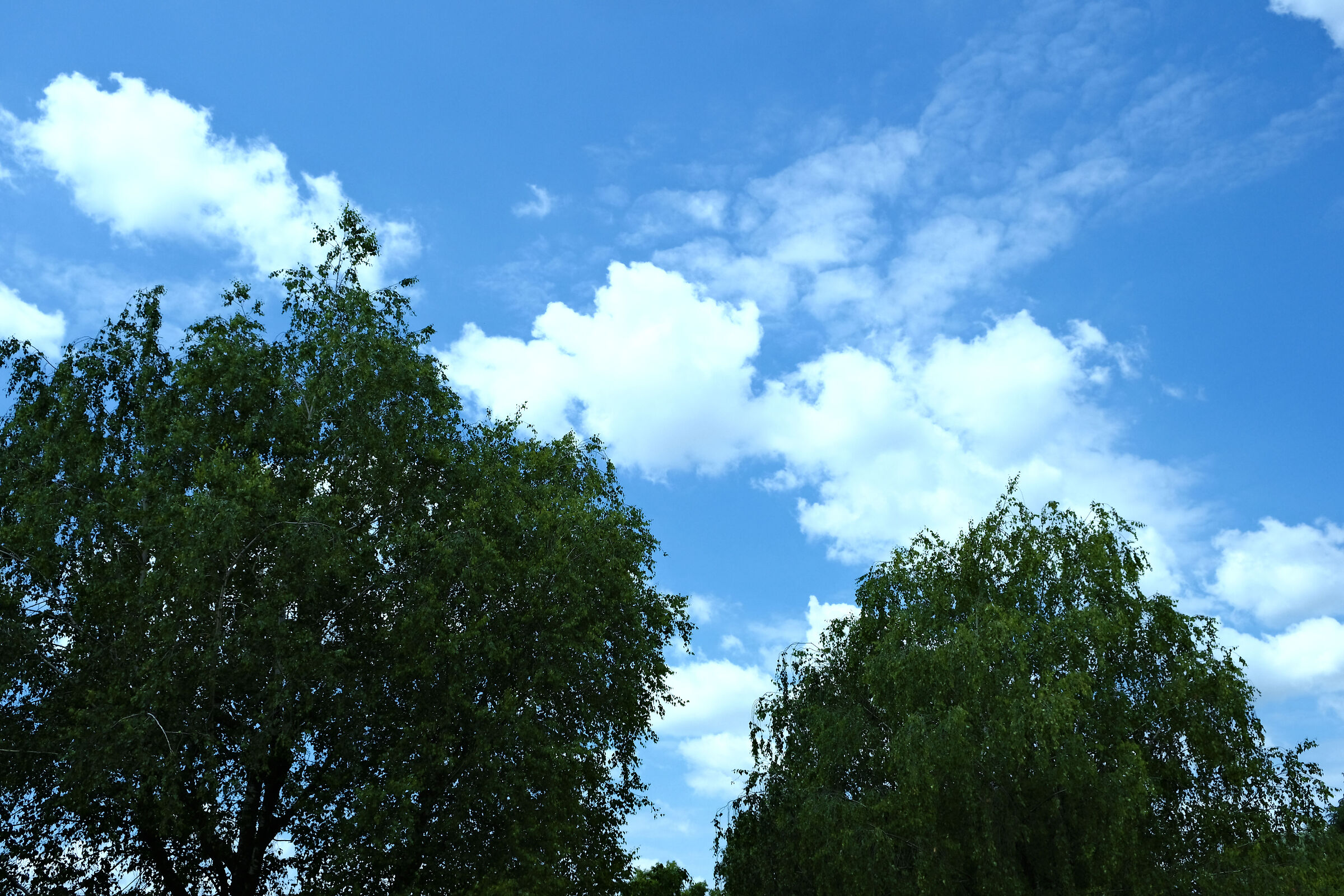Trees and Clouds 2