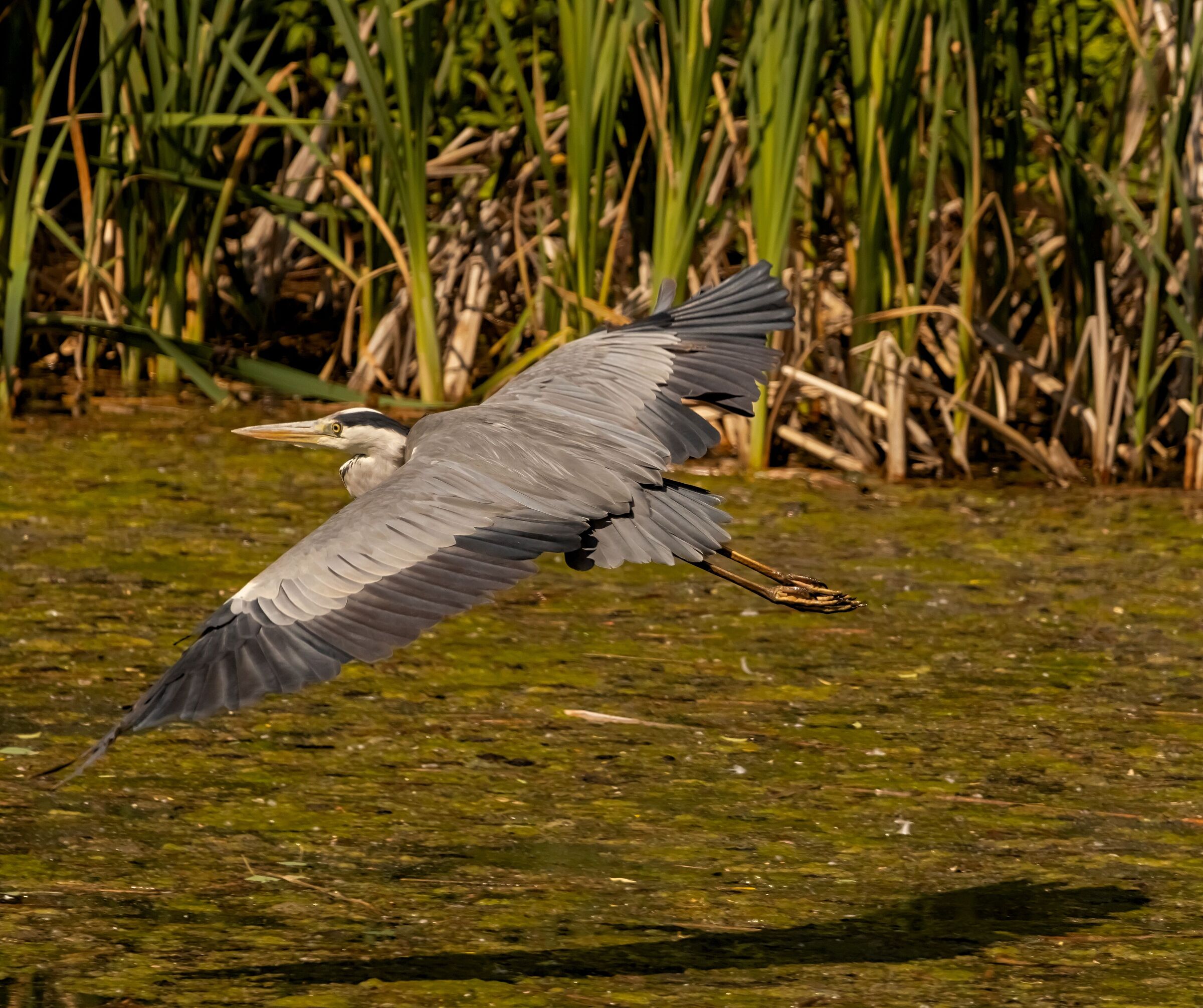 Heron Cenerino flies over pond Oasi Lipu 2/04/2021