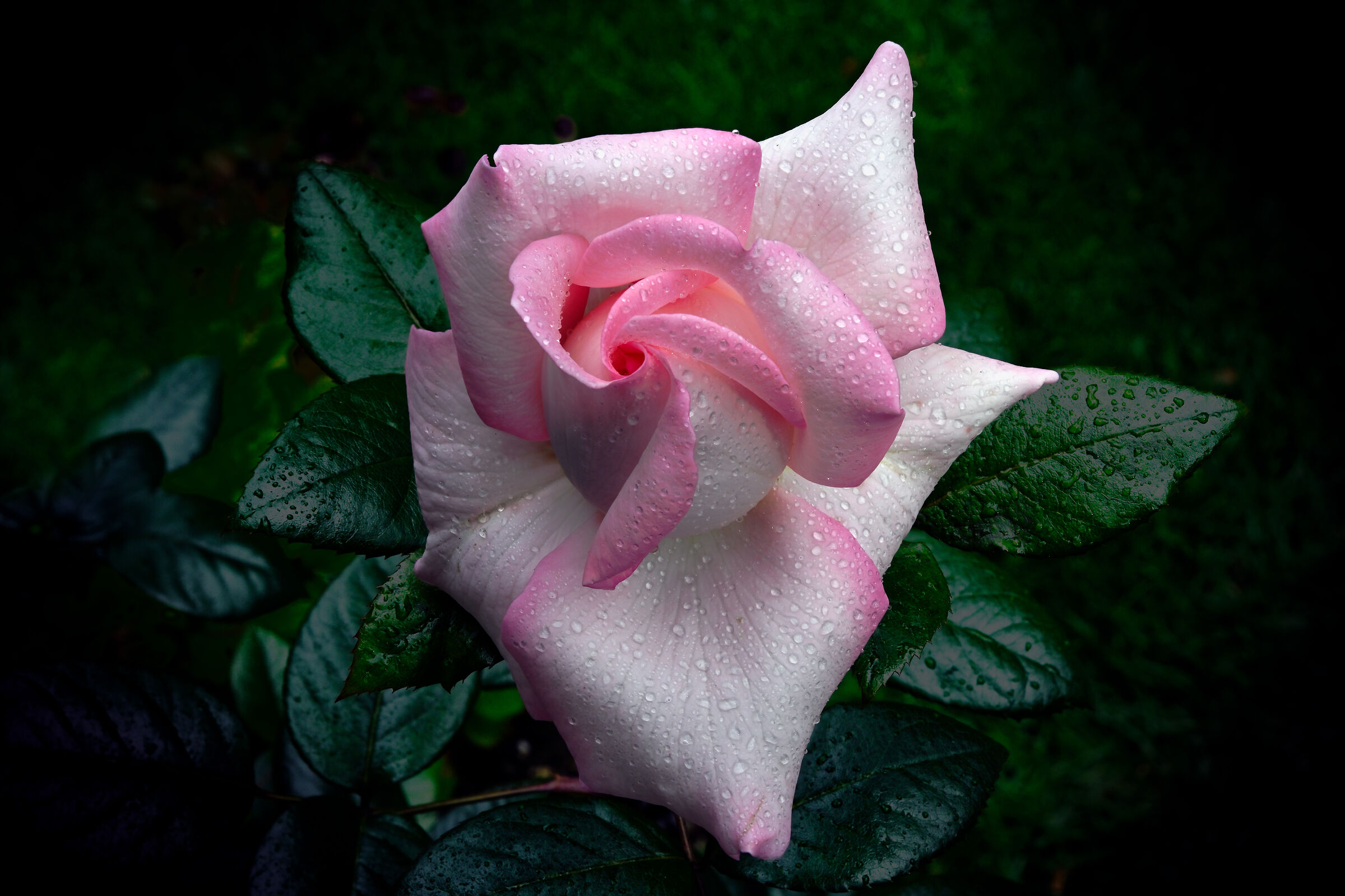 La rosa più profumata 2