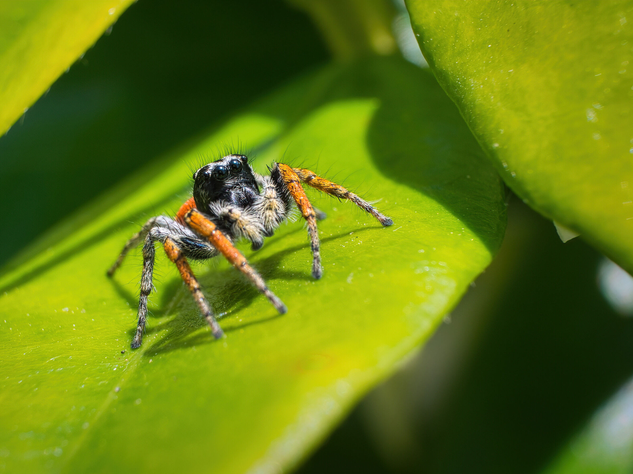 Male Philaeus chrysops