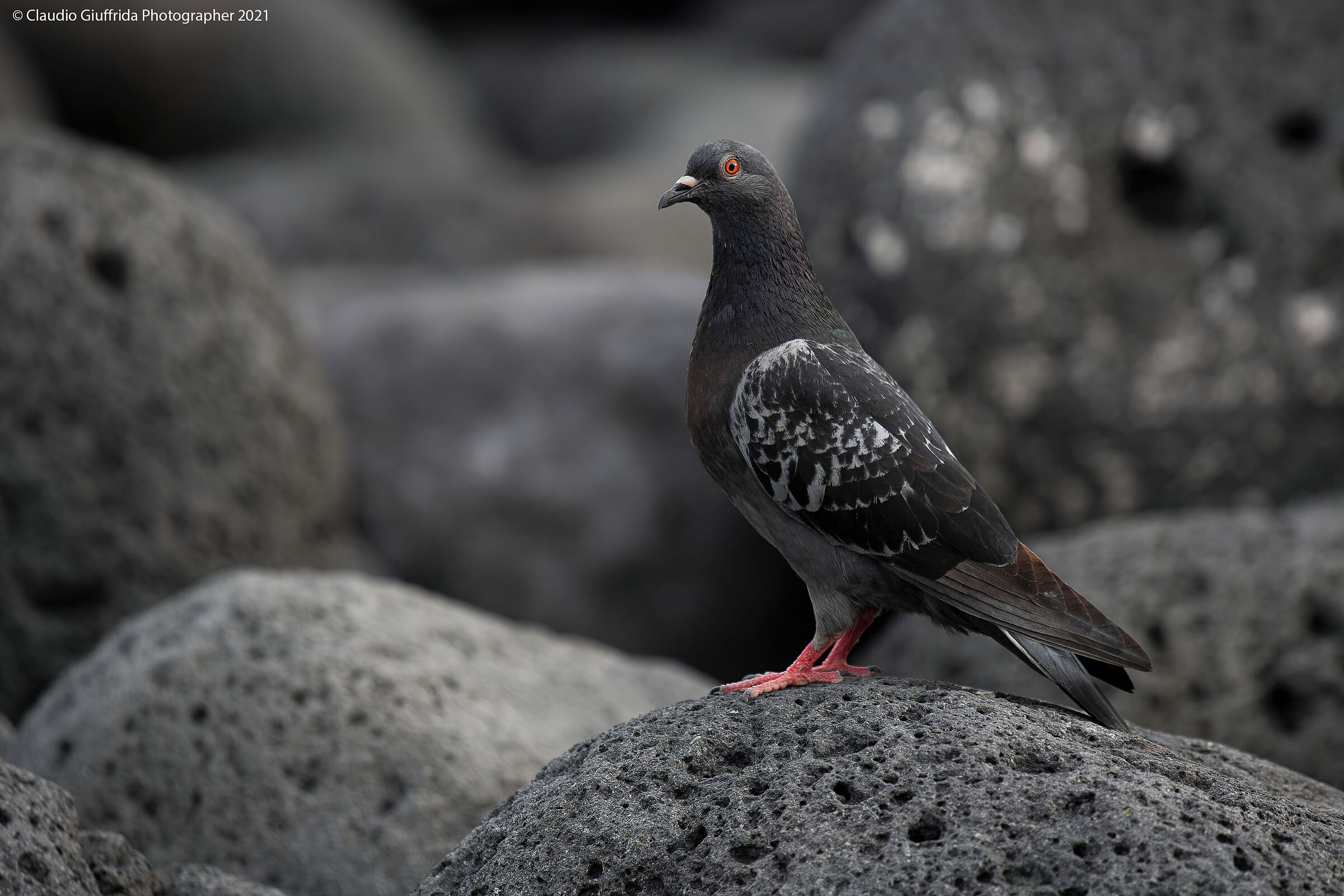 Anche un Piccione ha il suo perché