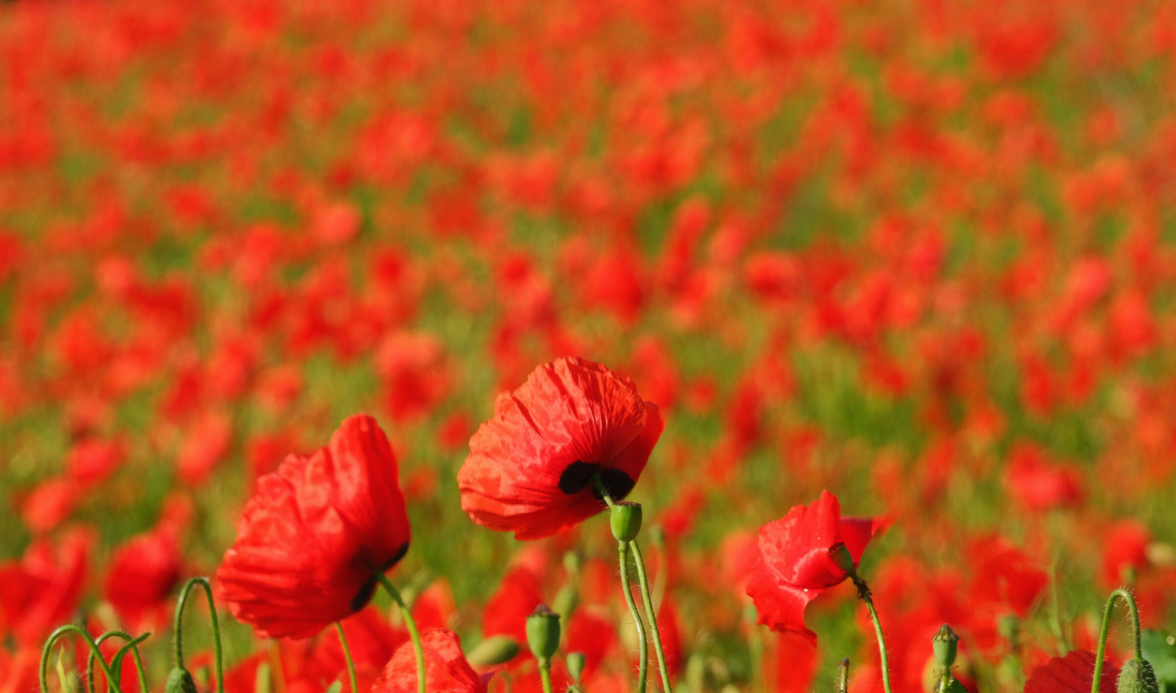 Mille papaveri rossi