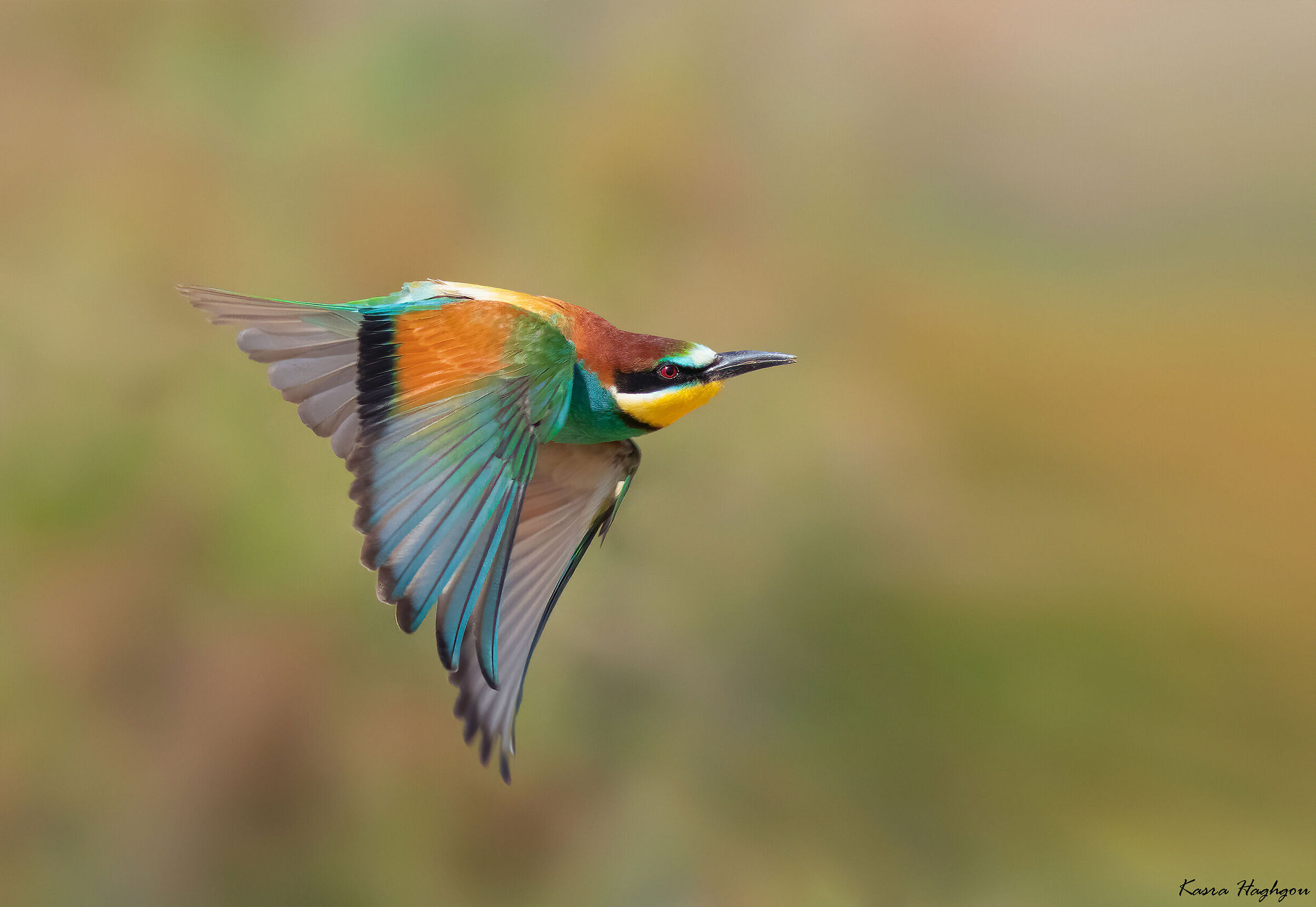 Bee-eater