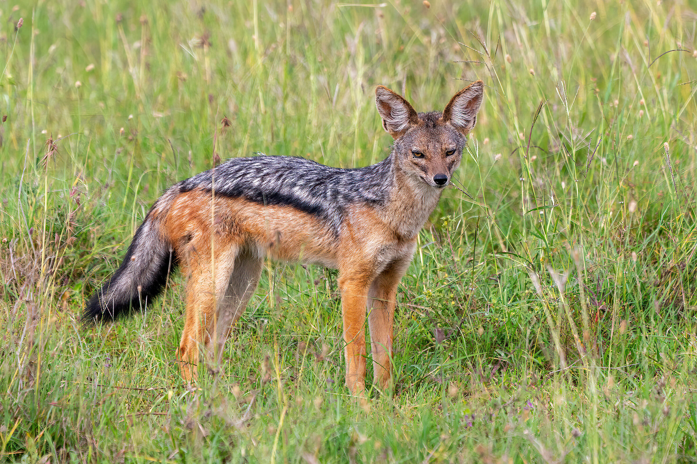 Sciacallo della savana