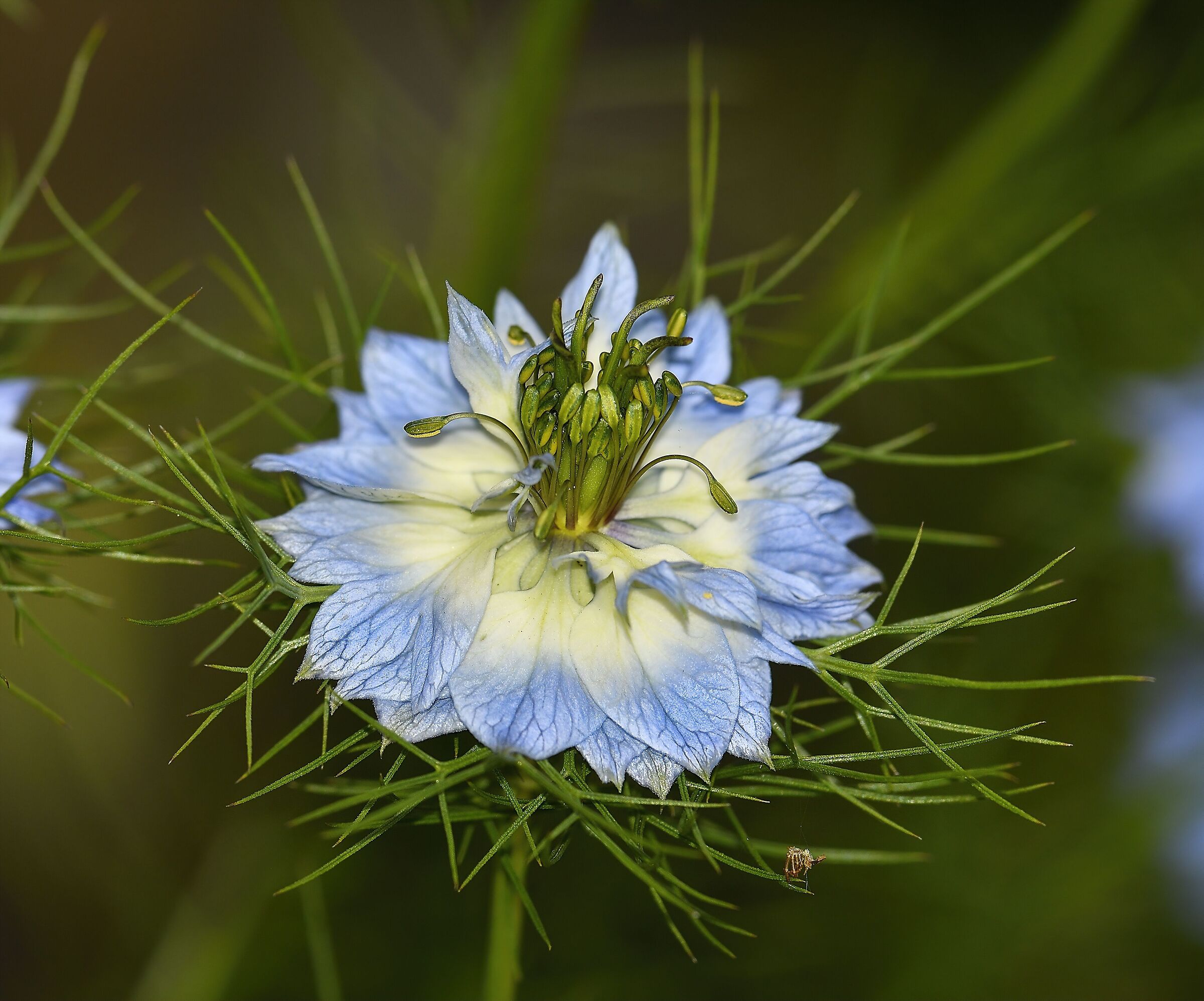 Strano fiore (Nigella damascena)