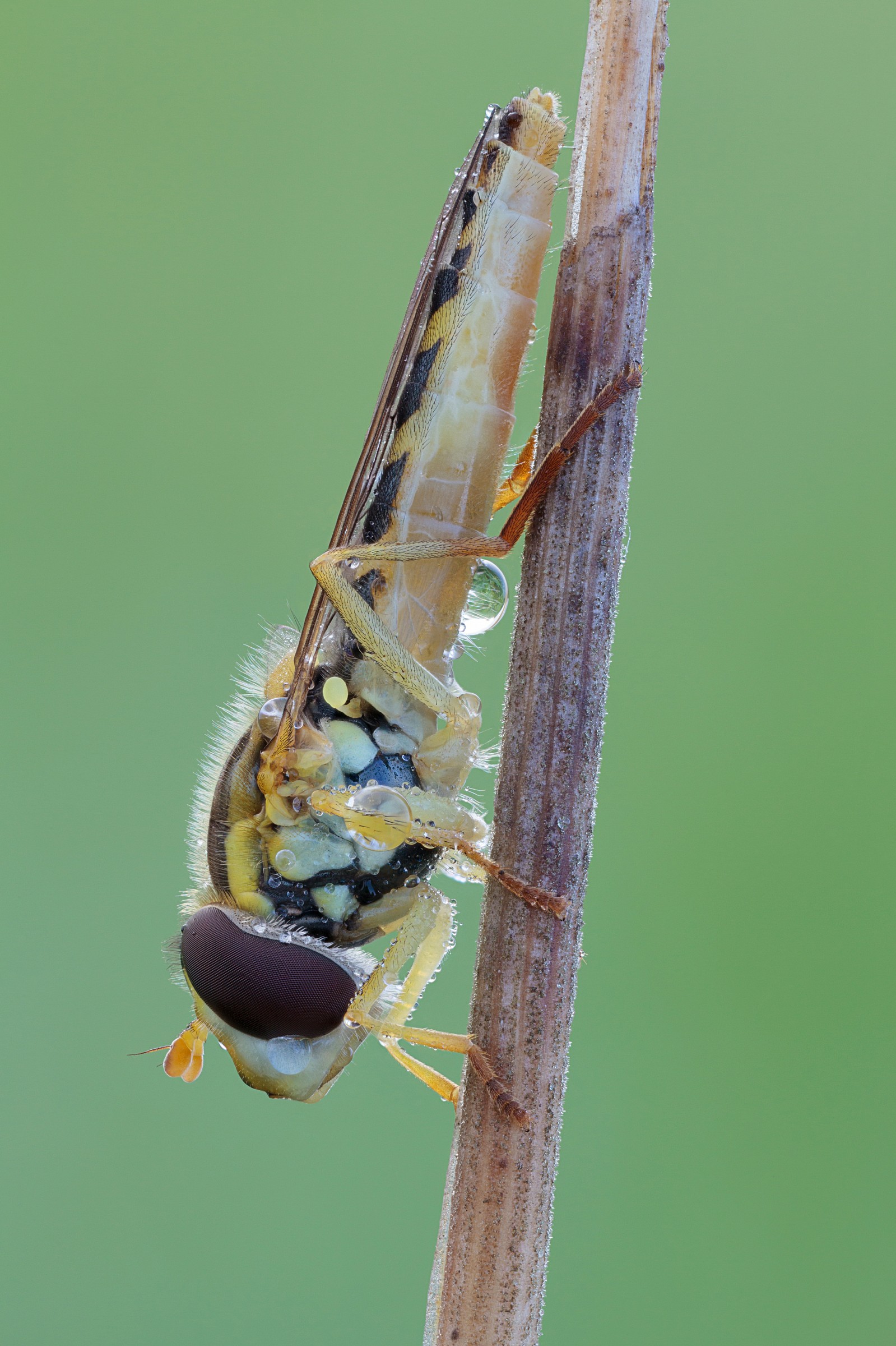 Sphaerophoria hoverfly