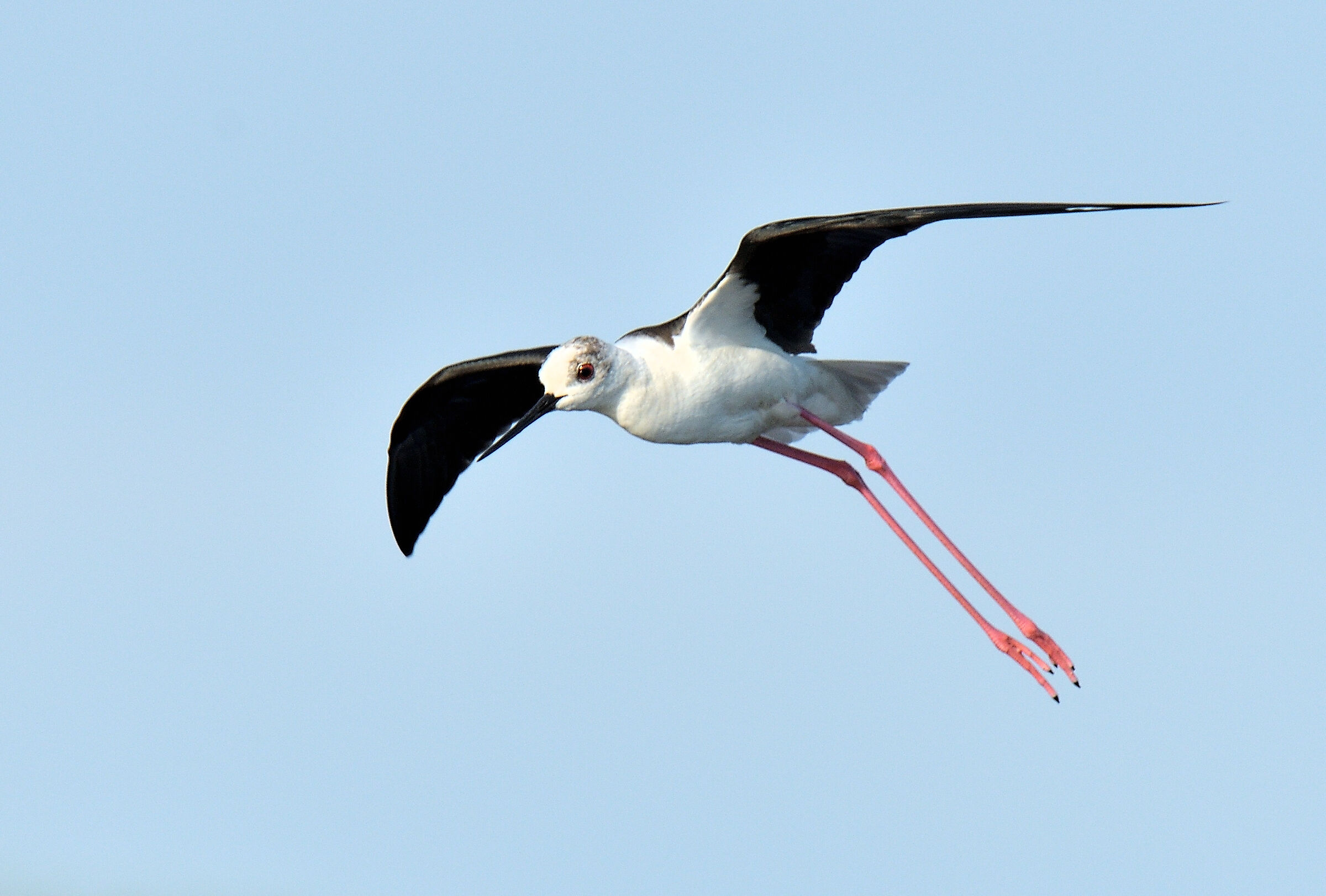 pronto per atterraggio--- Cavaliere d'Italia