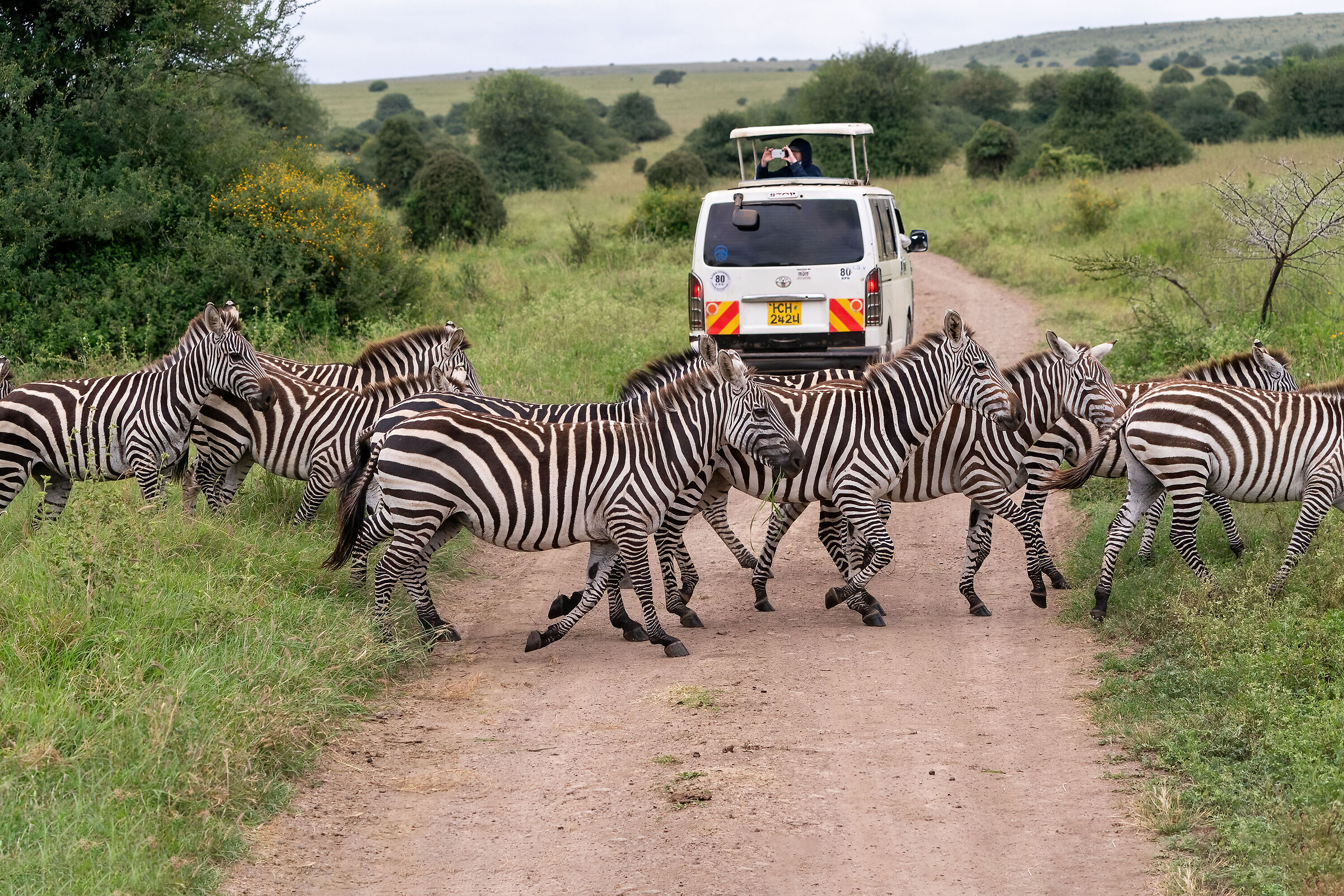 "zebra crossin" quello vero...