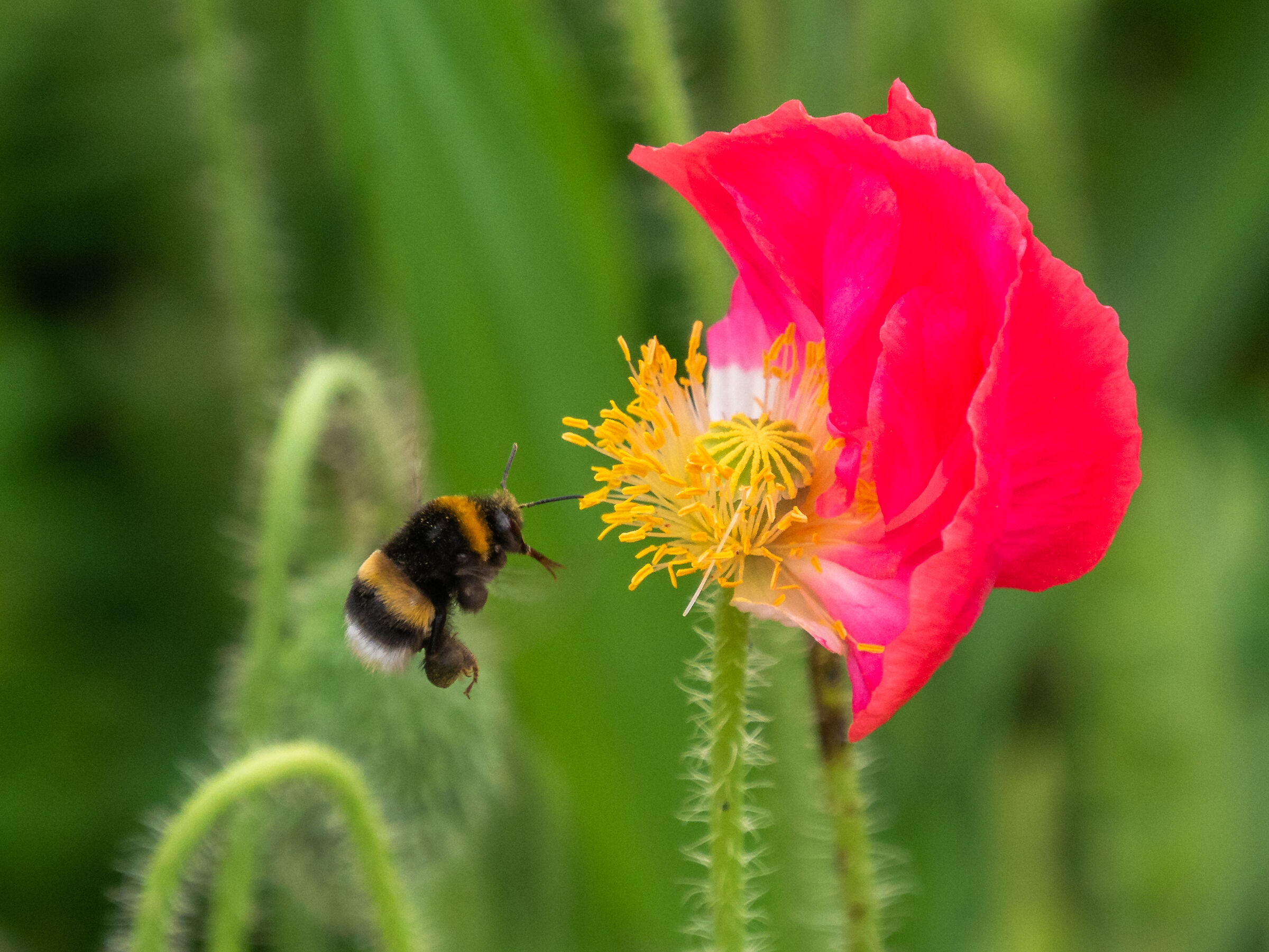 Bombo - Biblioteca degli Alberi - Milan