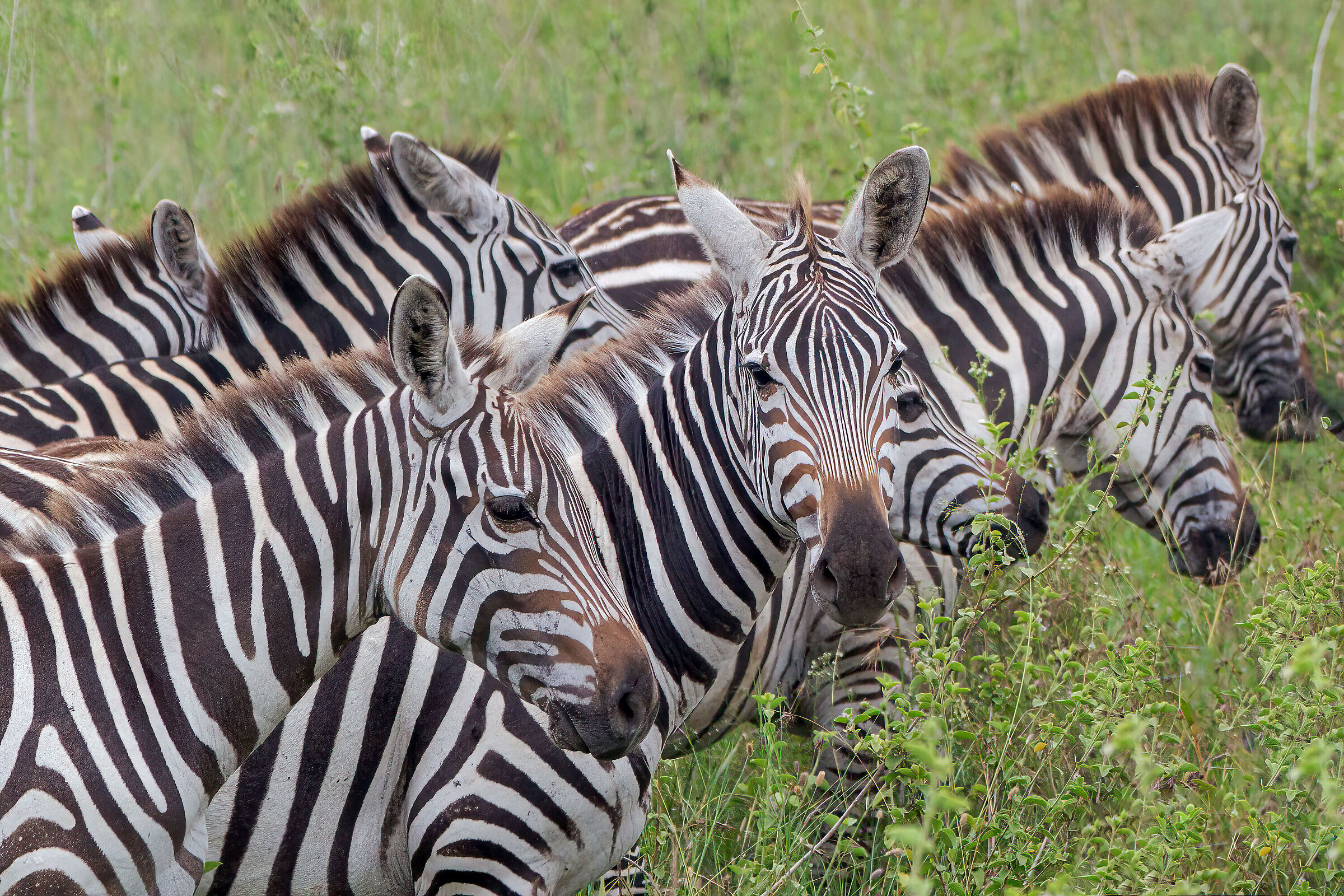 Crowding Zebras