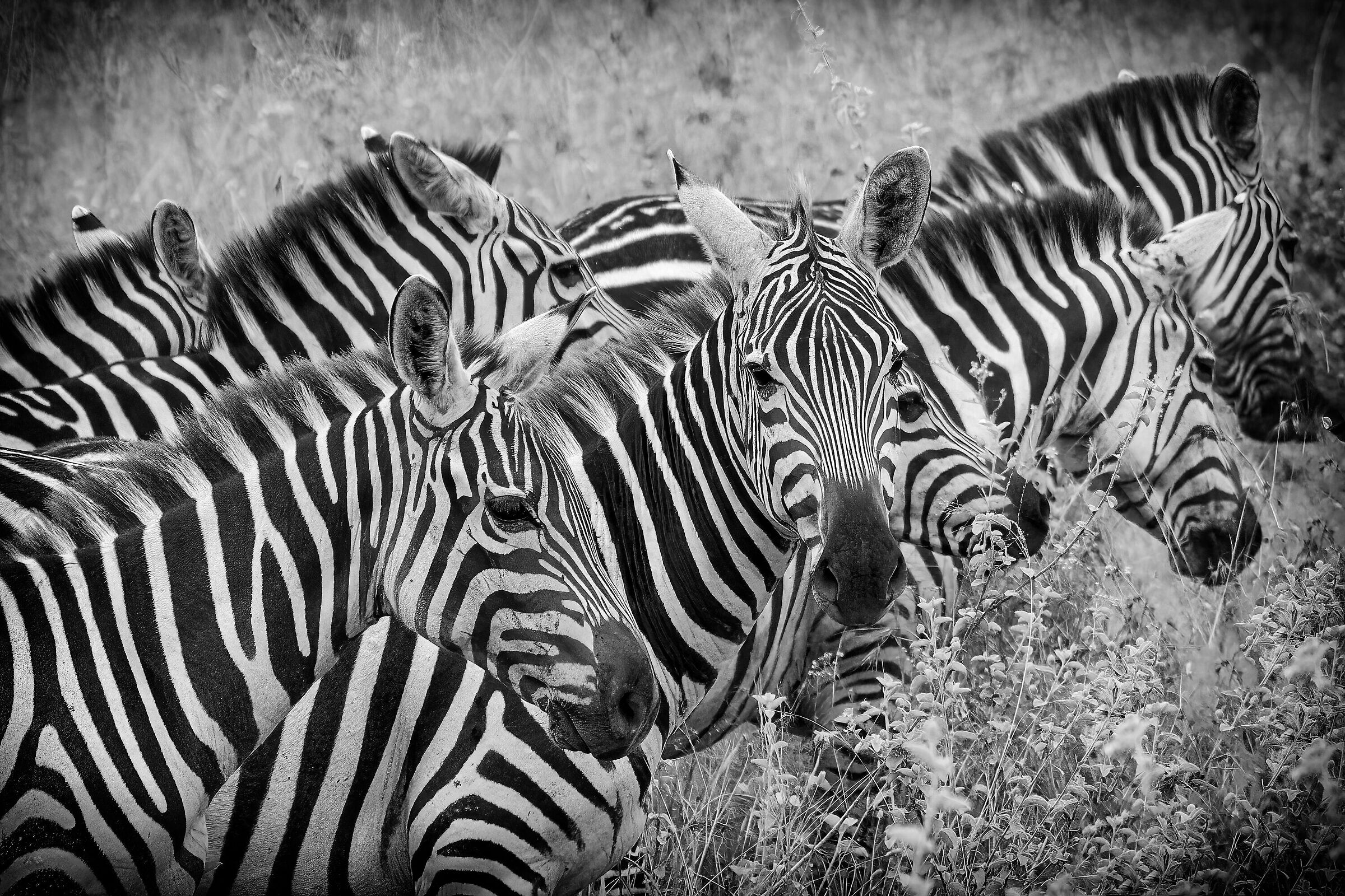 Crowding Zebras BN