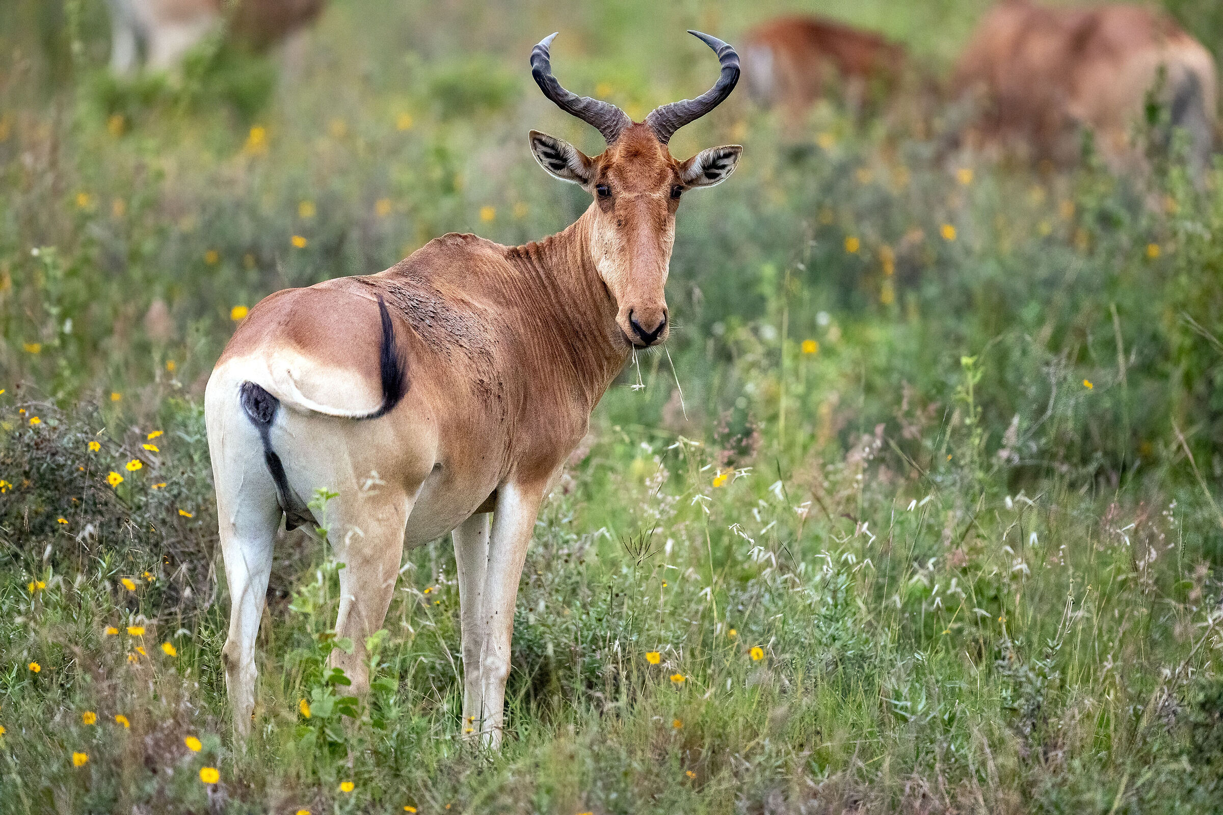 Topi (antilope della savana)