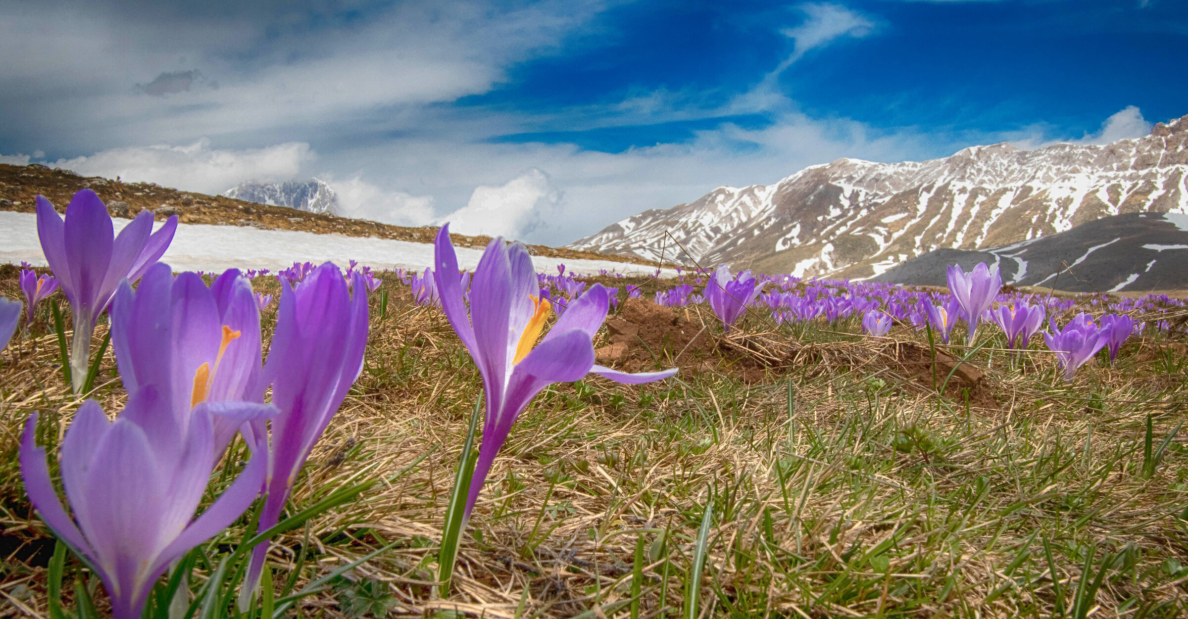Crocus at Campo Imperatore