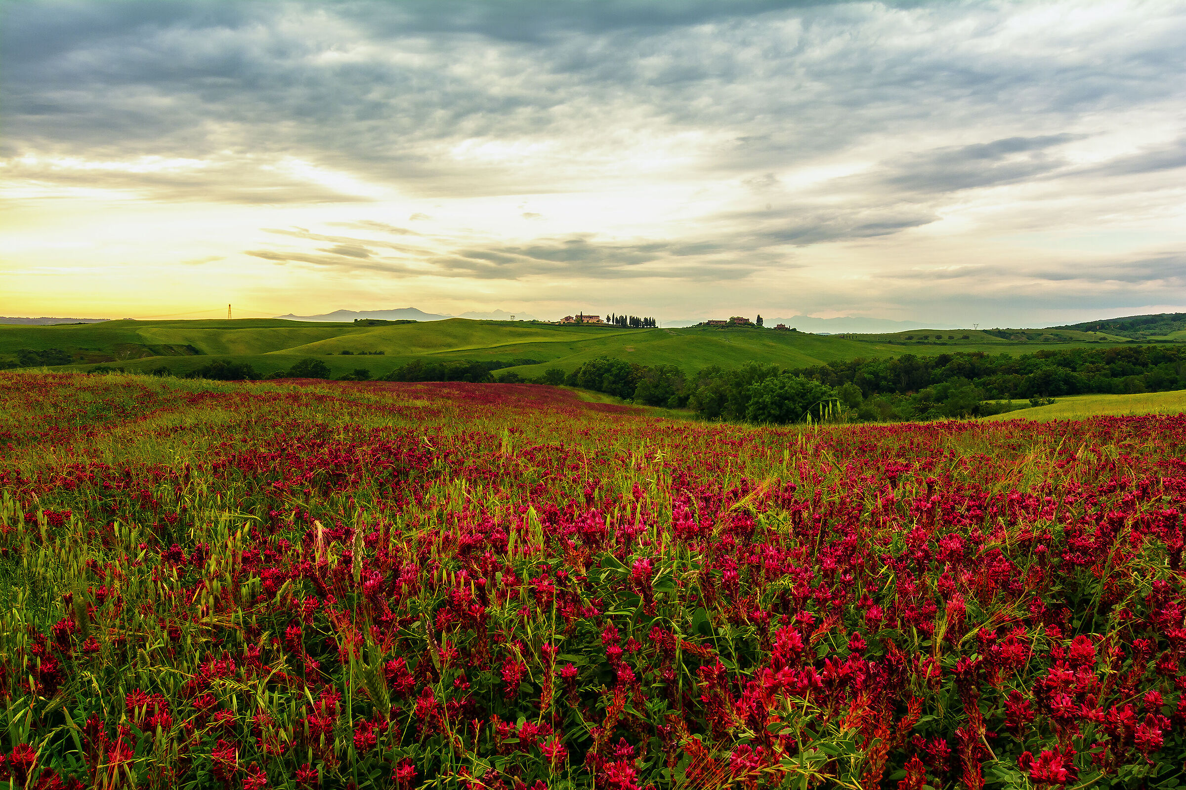 Red Carpet, New Year's (