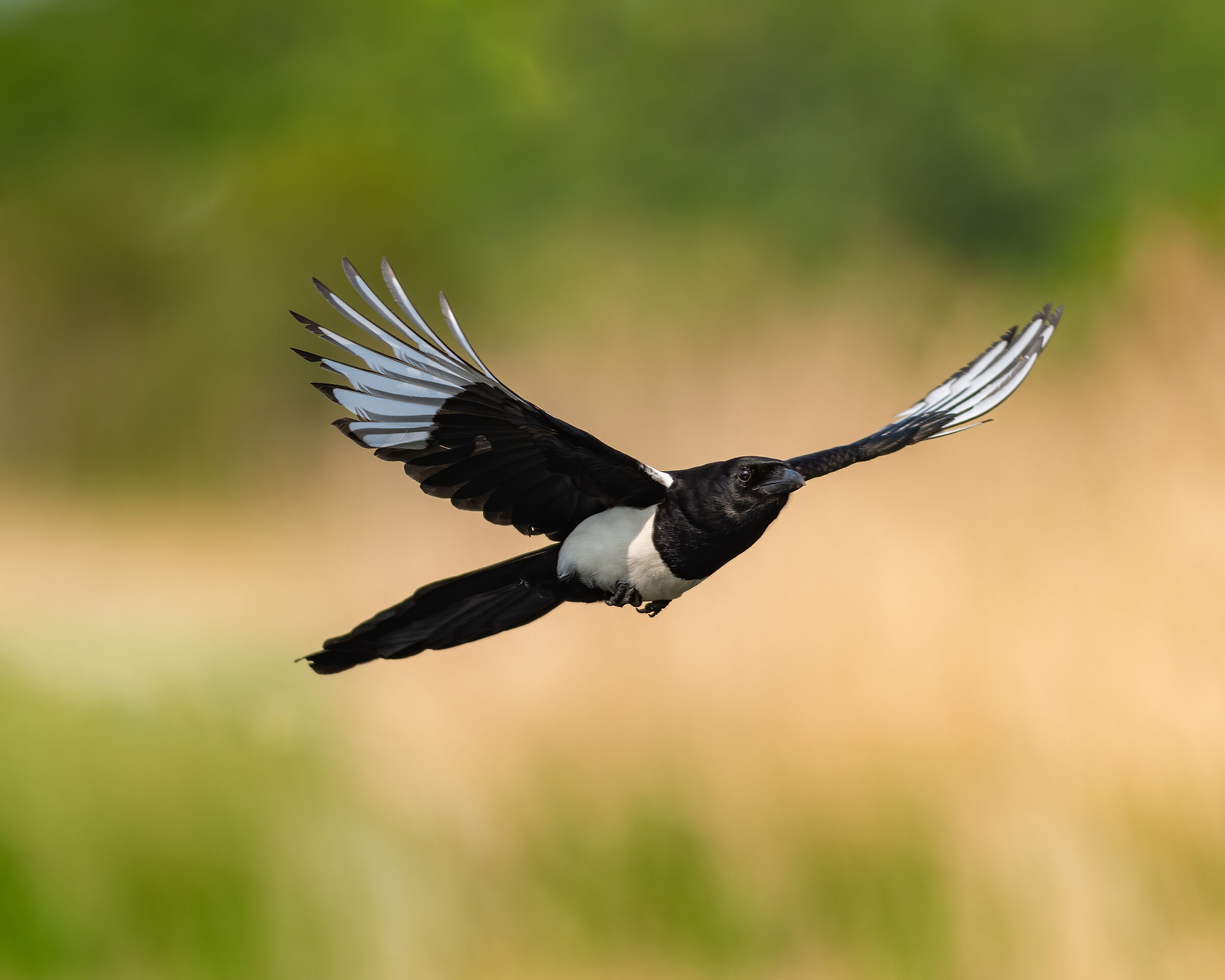 Eurasian magpie
