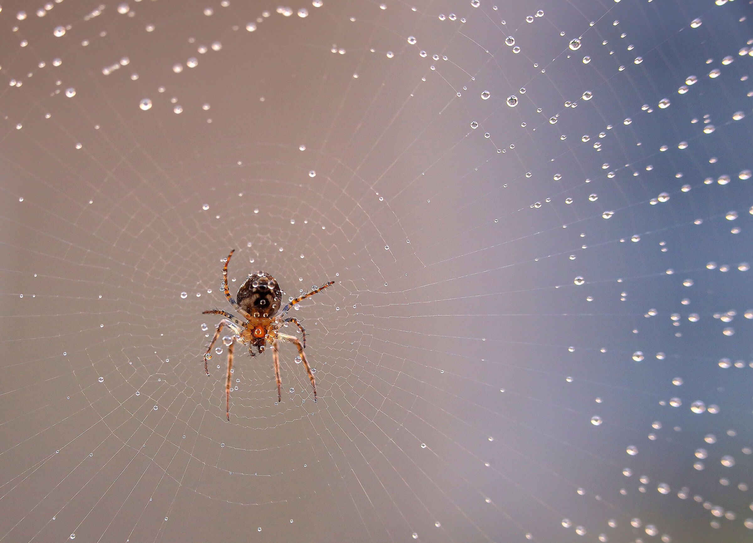 il ragno e la rugiada